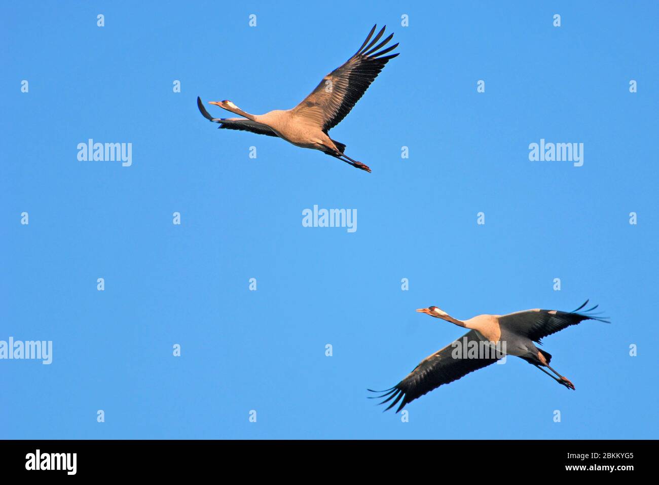 Zwei Fliegende Kraniche Grus Grus Stock Photo Alamy