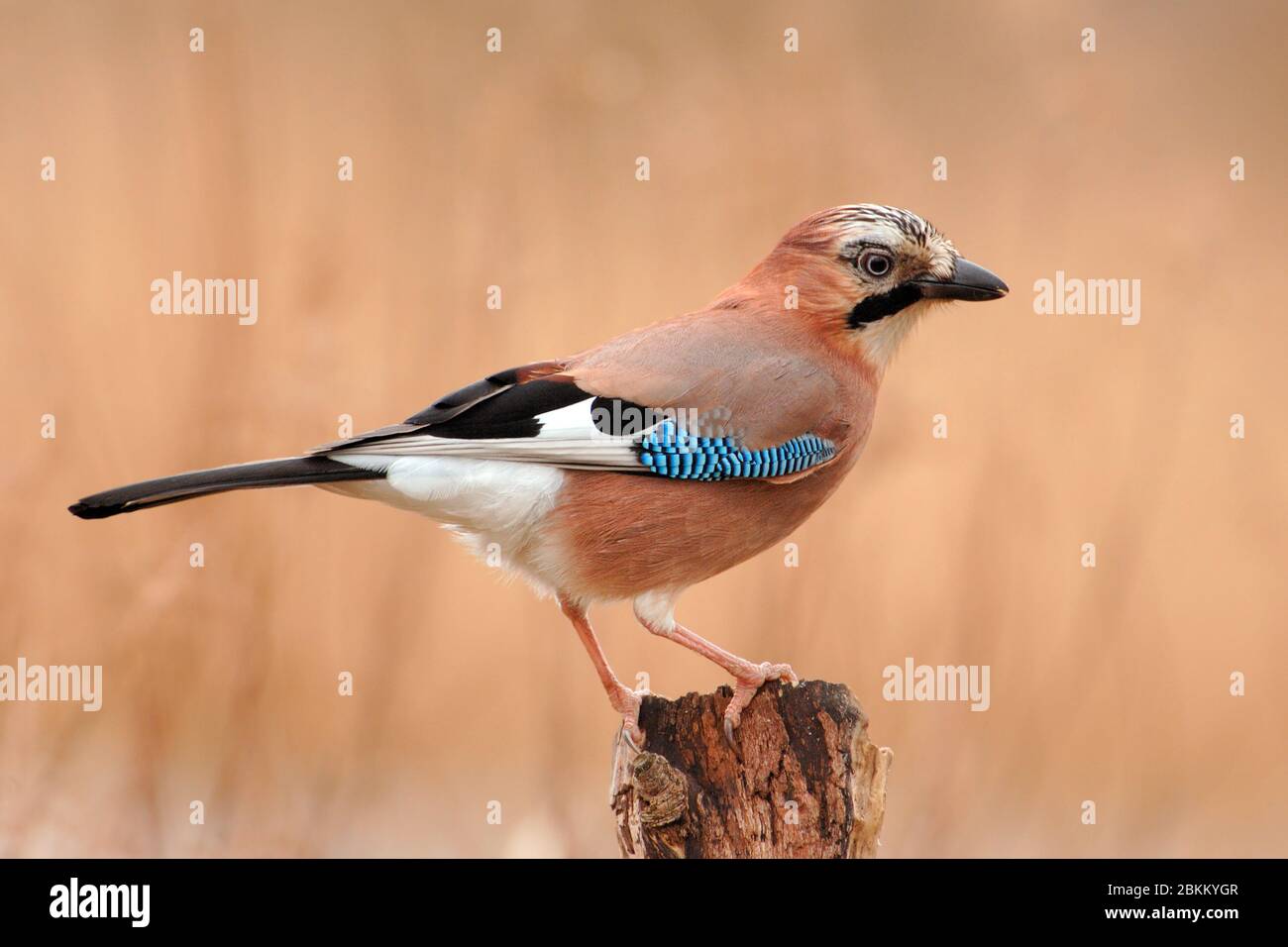 Eichelhaeher,(Garrulus glandarius), - Jay Stock Photo