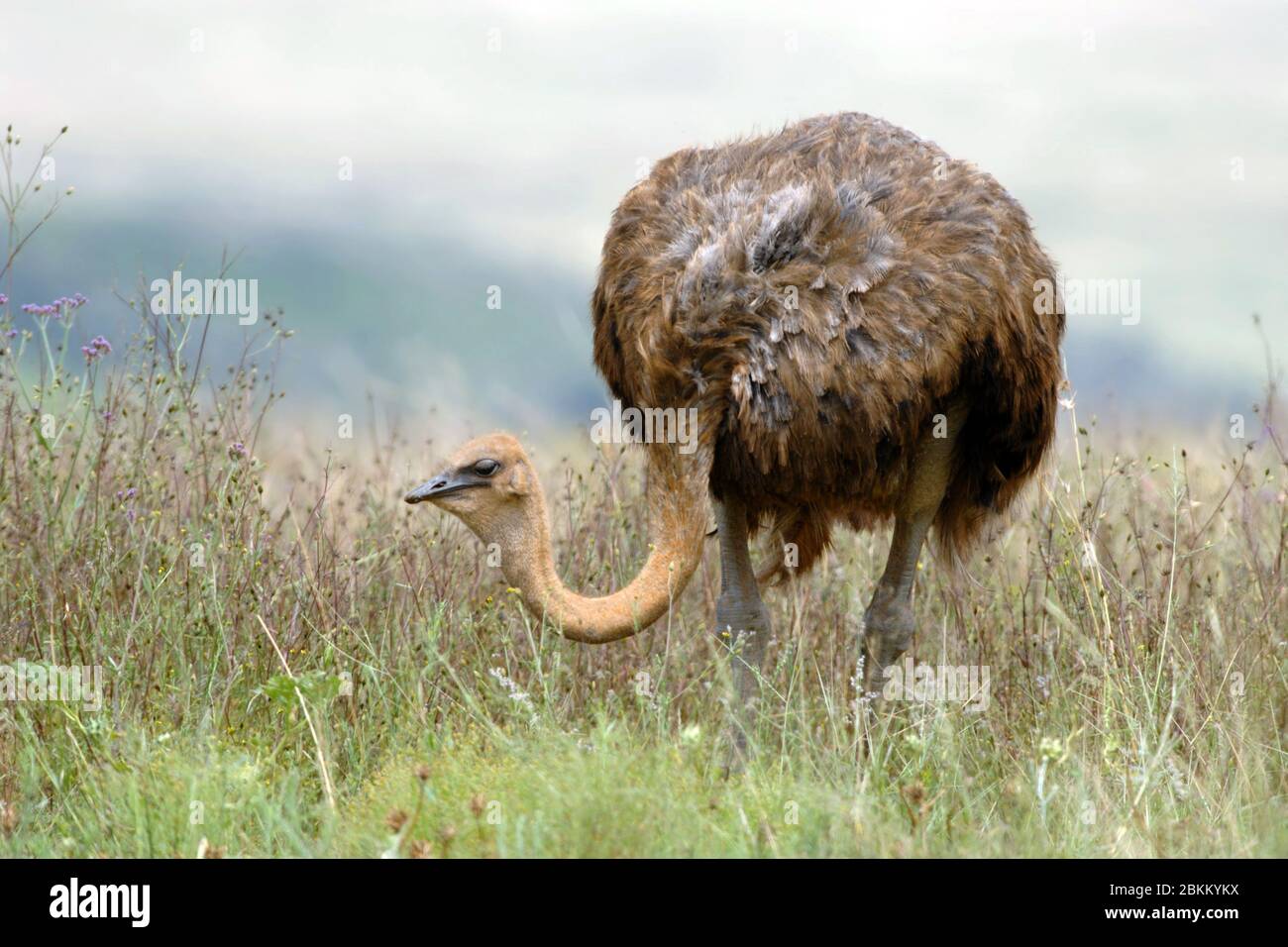 Afrikanischer Strauss im Biotop, (Strutho camelus), Stock Photo