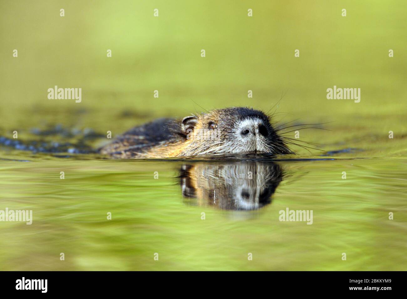 Nutria schwimmt im wasser, (Myocastor coypus), Stock Photo