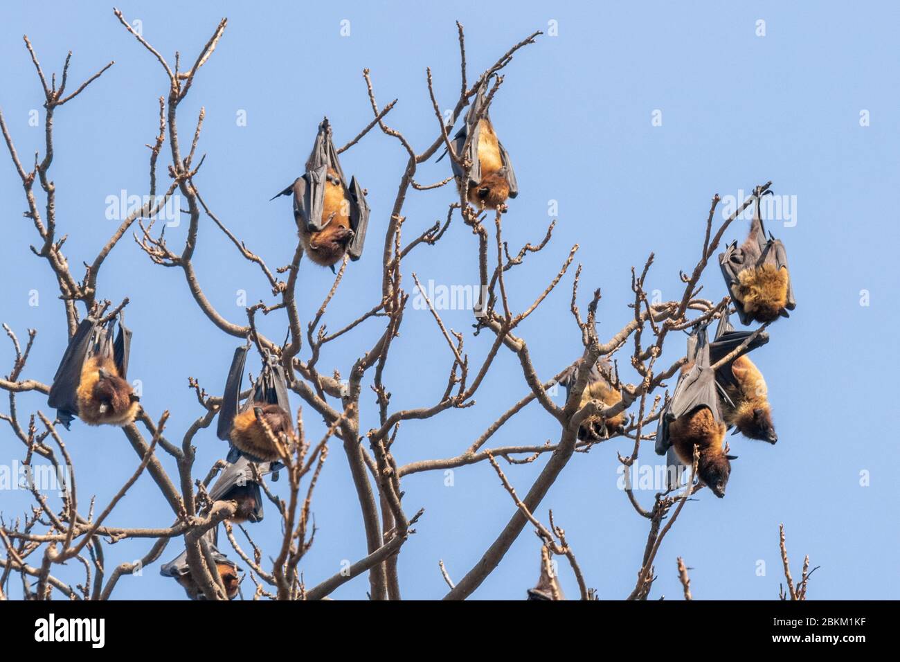Bats sleeping on tree branches on daylight isolated on blue sky Stock Photo