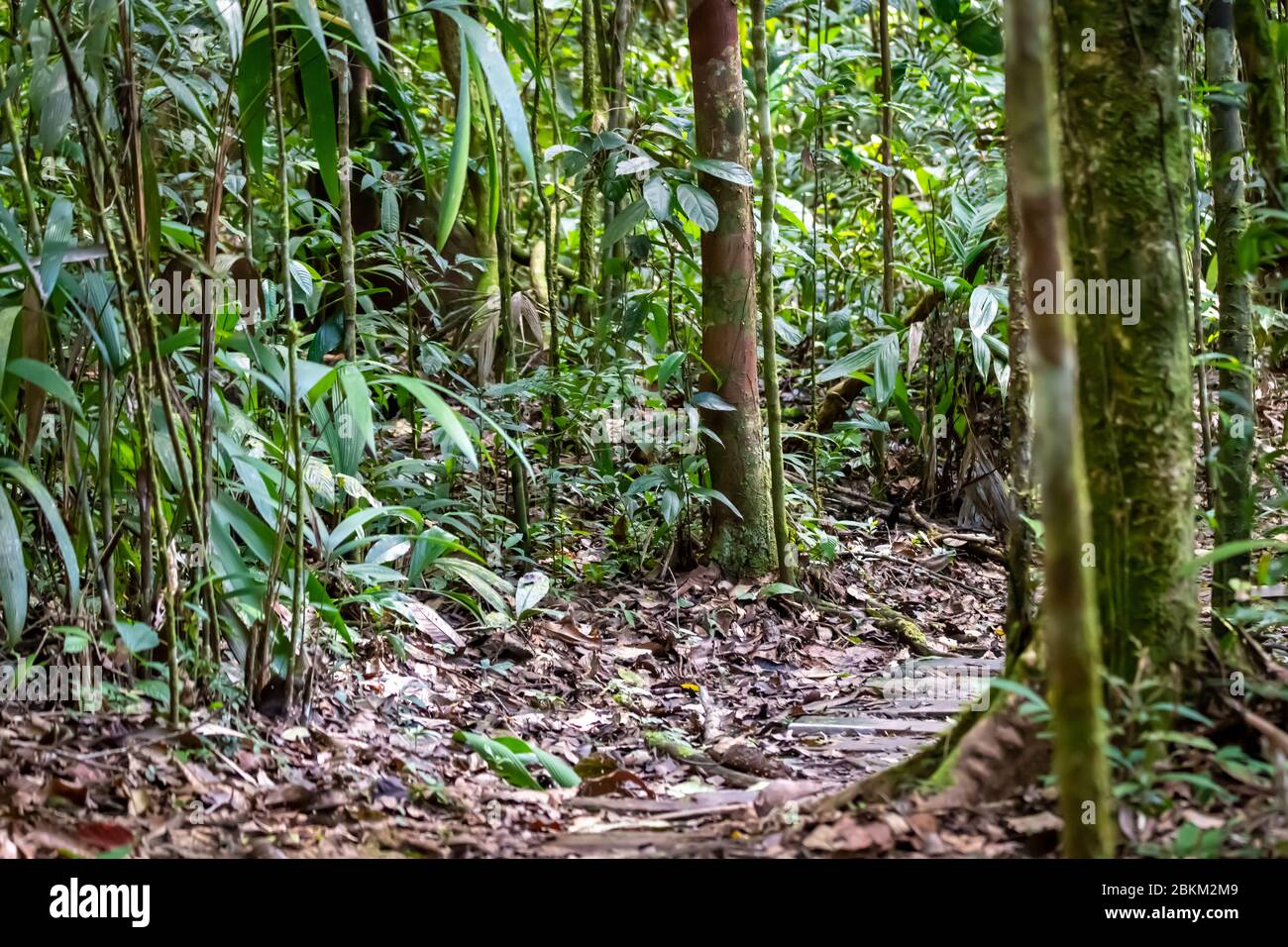 Peruvian Amazon jungle landscape Stock Photo Alamy