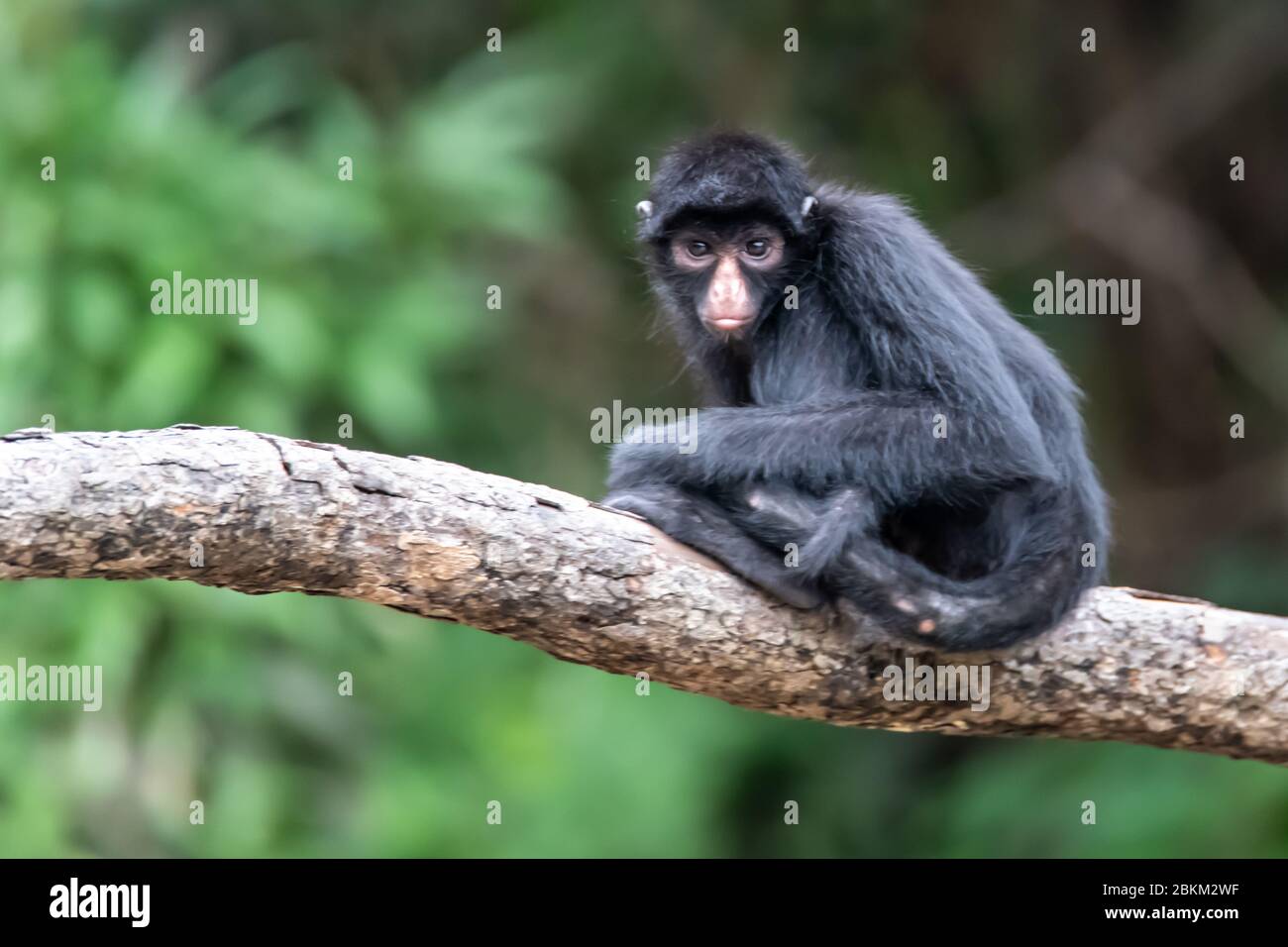 Peruvian Spider Monkey (Ateles chamek) sits on a branch overhanging the  Amazon River Stock Photo - Alamy