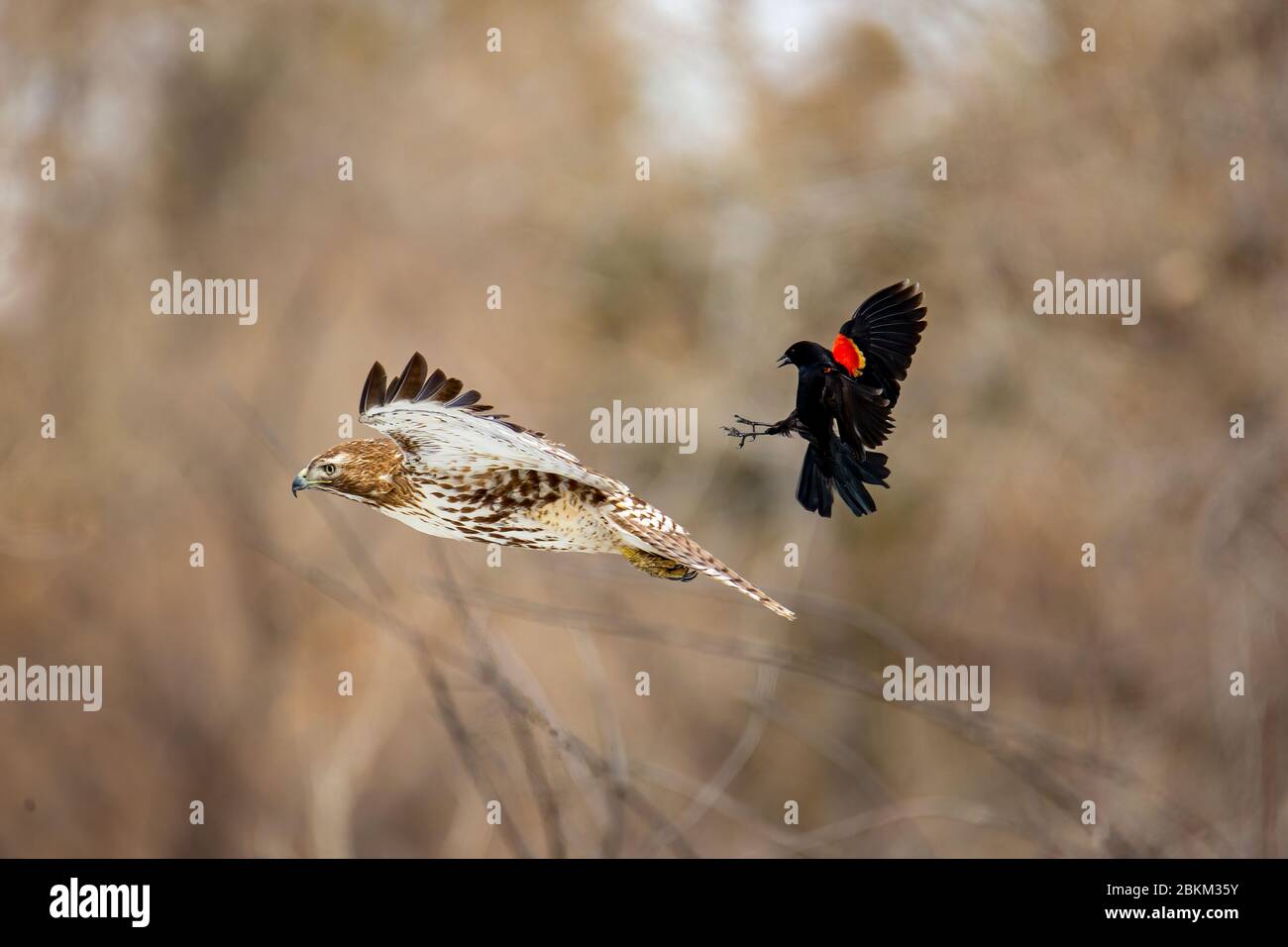 Juvenile Red tailed hawk (Accipitridae) attacked by Red winged black bird (Agelaius phoeniceus) Colorado, USA Stock Photo