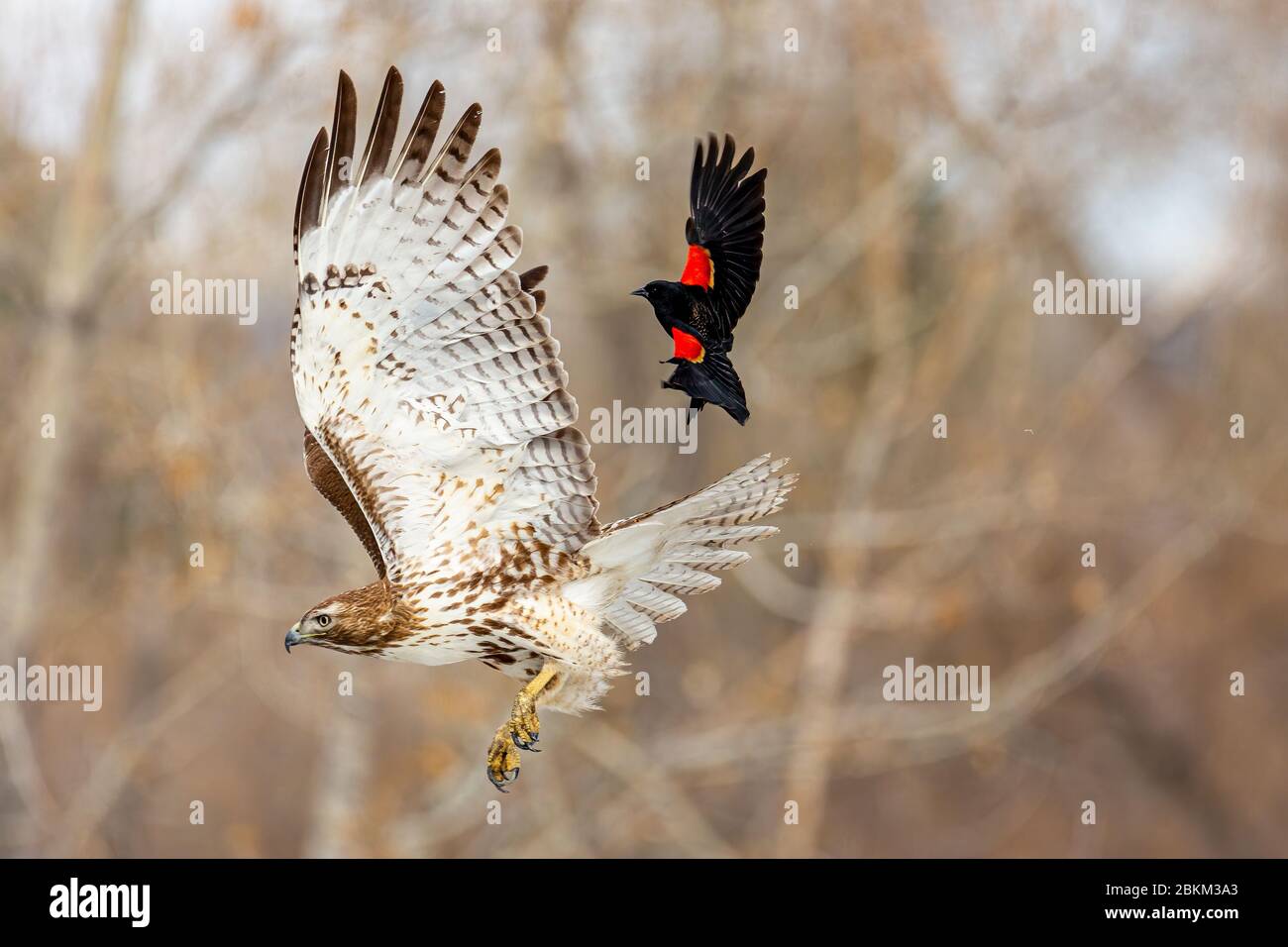 Juvenile Red tailed hawk (Accipitridae) attacked by Red winged black bird (Agelaius phoeniceus) Colorado, USA Stock Photo