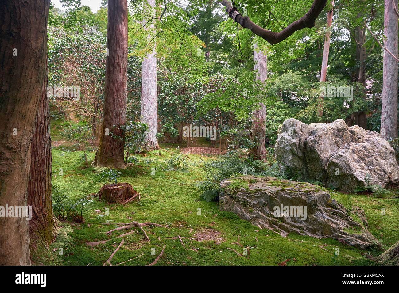 An forest scene with the rocks and cypress and maple trees in the traditional Japanese park covered with moss (dobashi) to suggest that the garden is Stock Photo