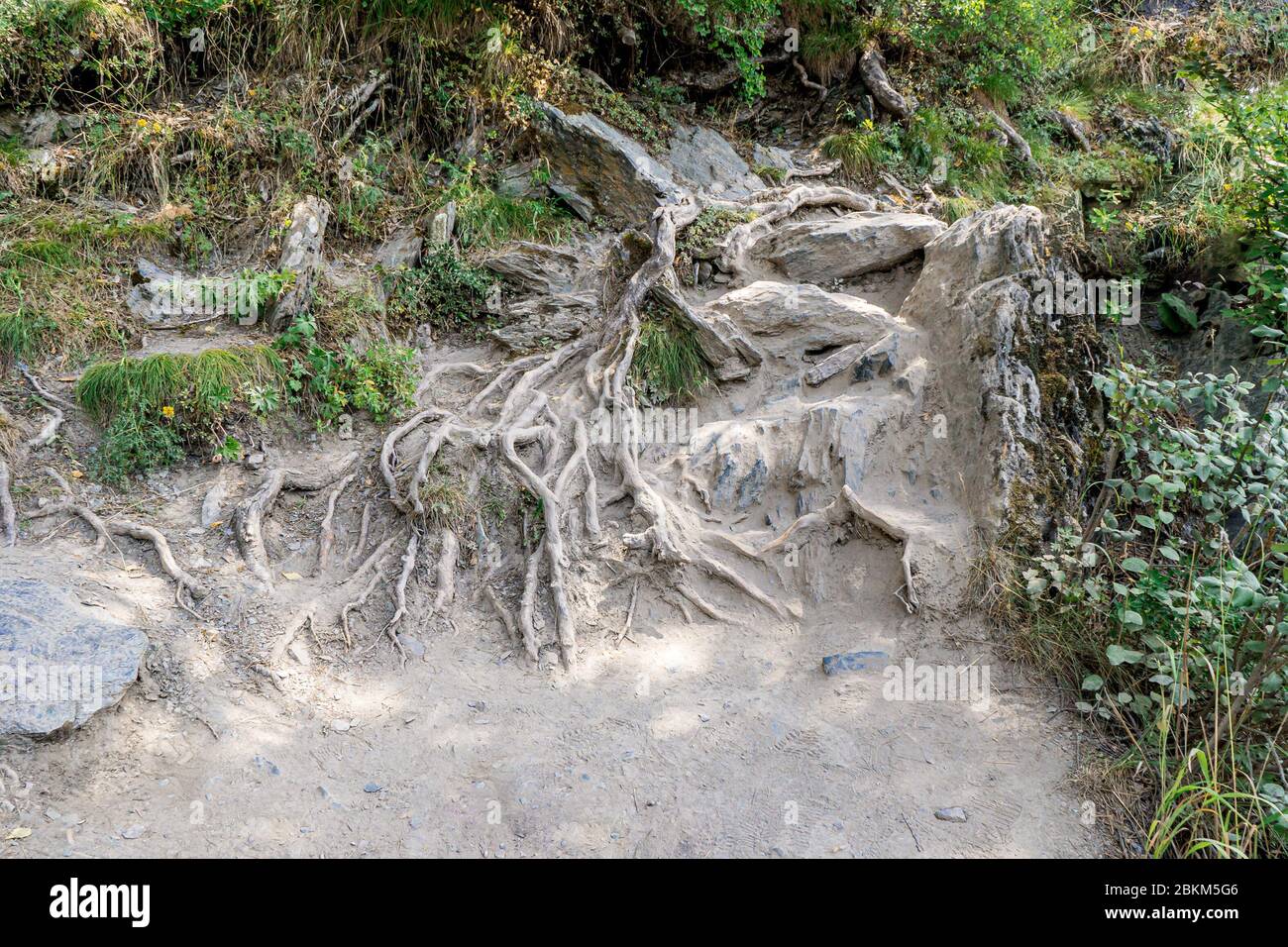 root system of a tree growing in rocky terrain, selective focus Stock Photo