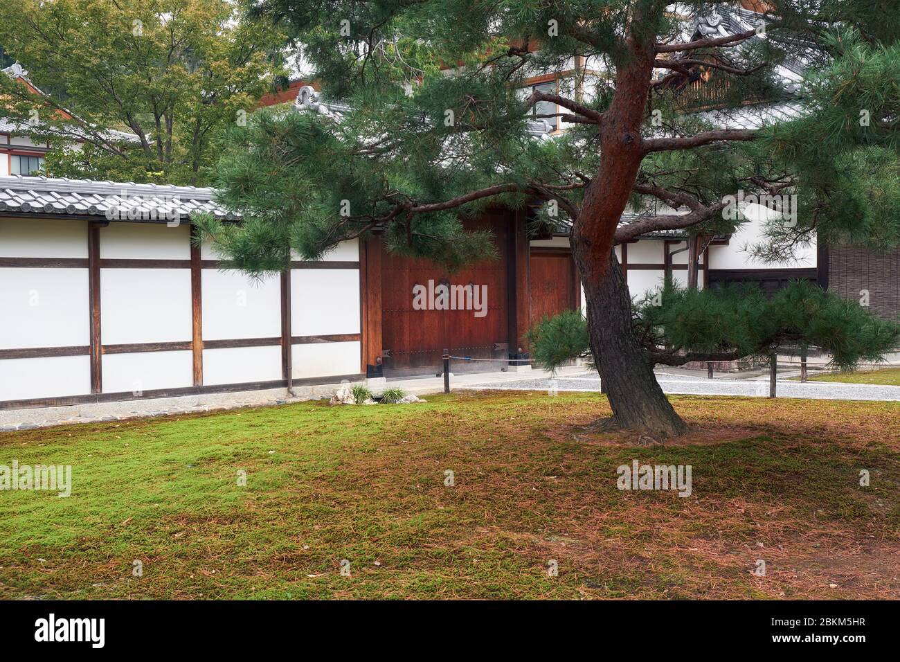 The formed pine tree in the traditional japanese garden of Kinkaku-ji temple. Kyoto. Japan Stock Photo