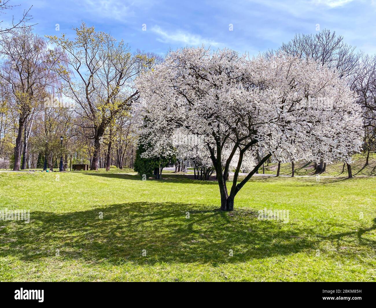 spring park landscape with cherry tree in full bloom on foreground ...