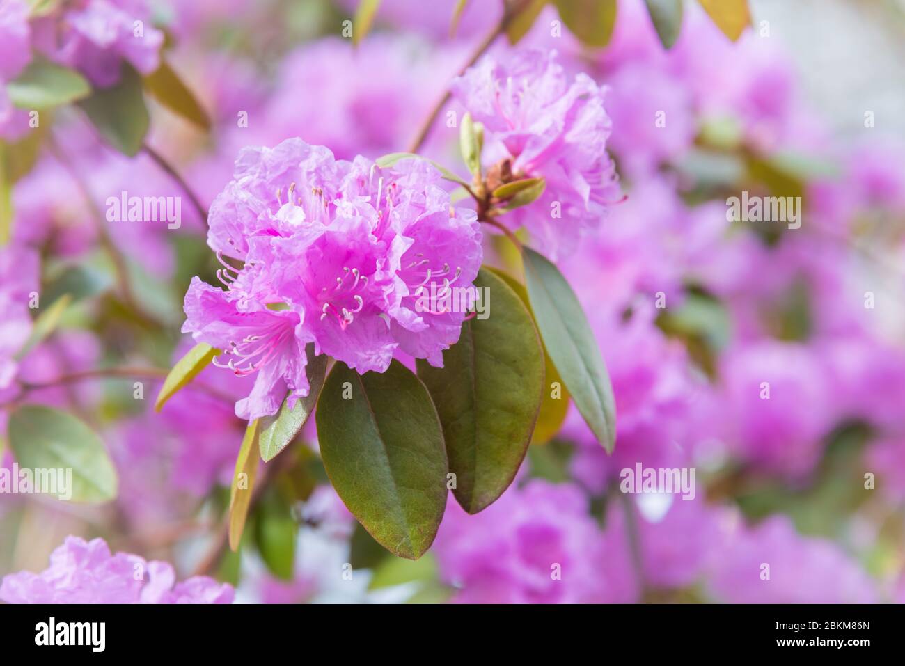 Close-up of vibrant pink rhododendron flowers in springtime Stock Photo