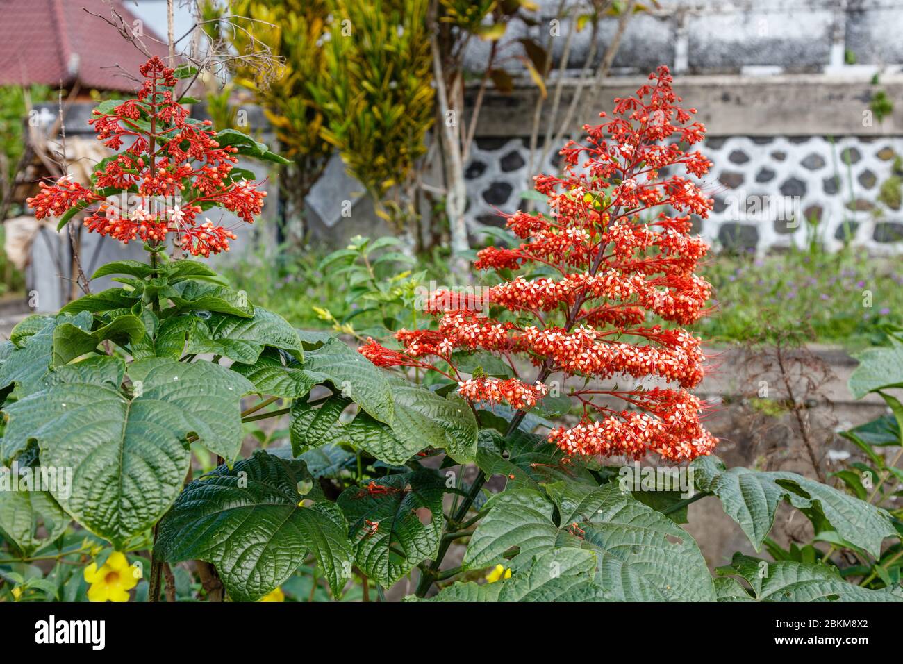 Red blooming Pagoda Flower, or Clerodendrum Paniculatum, Bali, Indonesia. Stock Photo