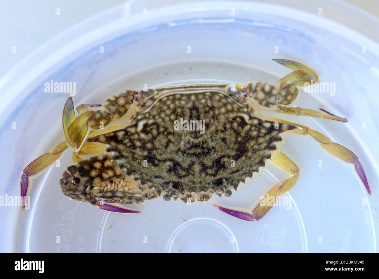 Top view of Blue manna crab, Sand crab. Flower crab. Portunus pelagicus isolated on a white background. Close-up photo of fresh raw Blue swimming sea Stock Photo