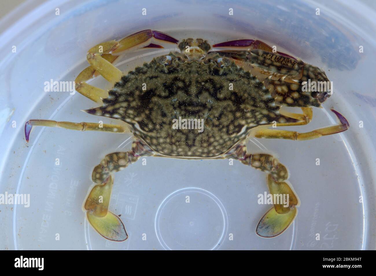 Top view of Blue manna crab, Sand crab. Flower crab. Portunus pelagicus isolated on a white background. Close-up photo of fresh raw Blue swimming sea Stock Photo