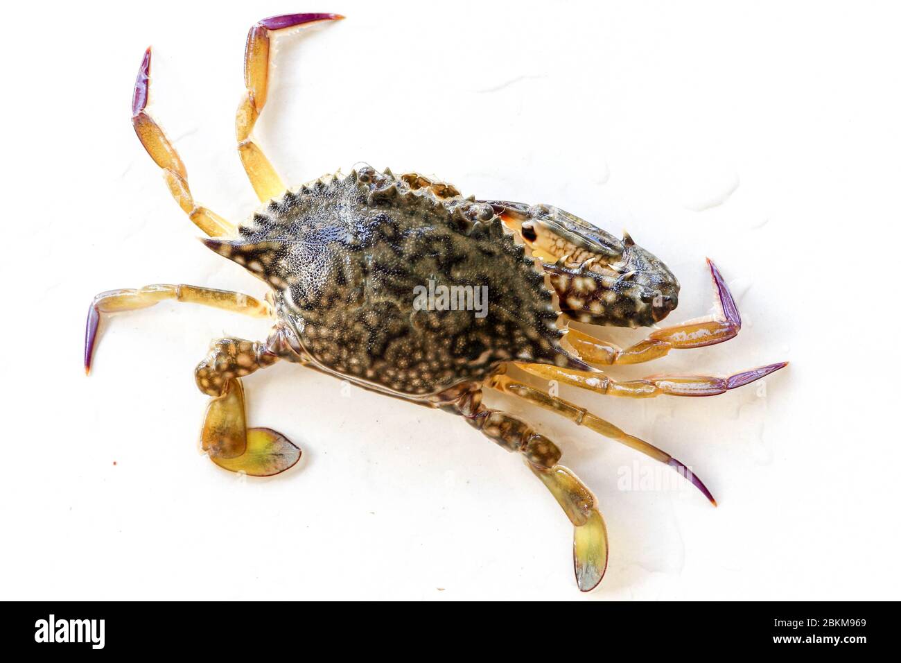 Dorsal view of Blue Manna crab, Sand crab. Flower crab. Portunus pelagicus isolated on a white background. Close-up photo of fresh raw Blue swimming s Stock Photo
