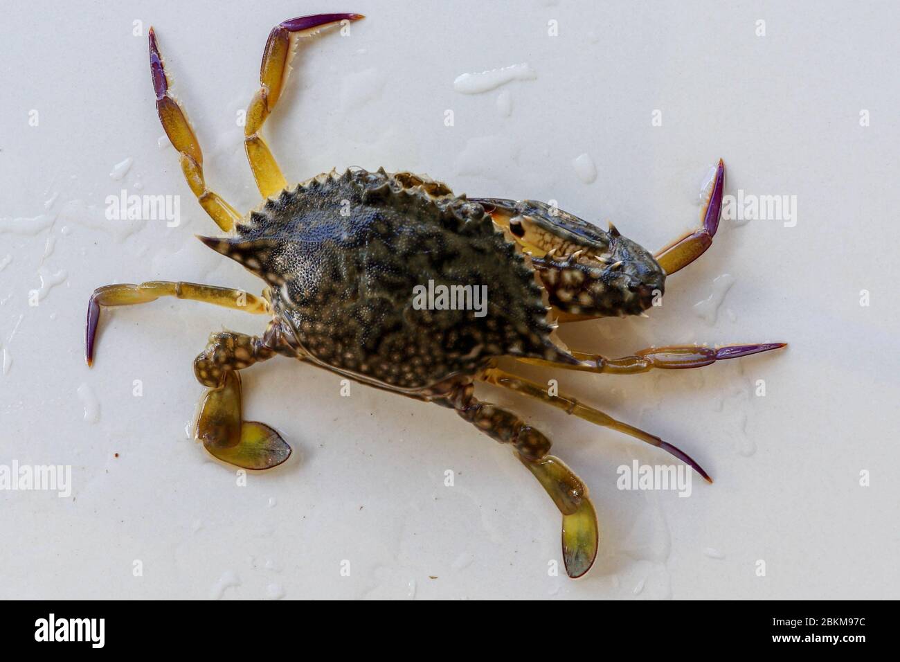 Dorsal view of Blue Manna crab, Sand crab. Flower crab. Portunus pelagicus isolated on a white background. Close-up photo of fresh raw Blue swimming s Stock Photo