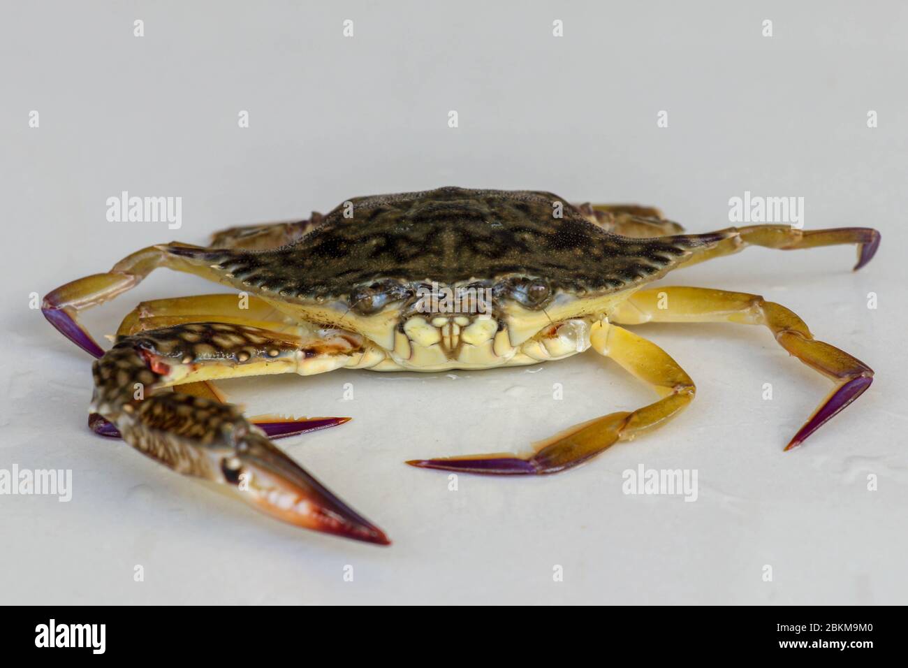 Front view of Blue manna crab, Sand crab. Flower crab. Portunus pelagicus isolated on a white background. Close-up photo of fresh raw Blue swimming se Stock Photo