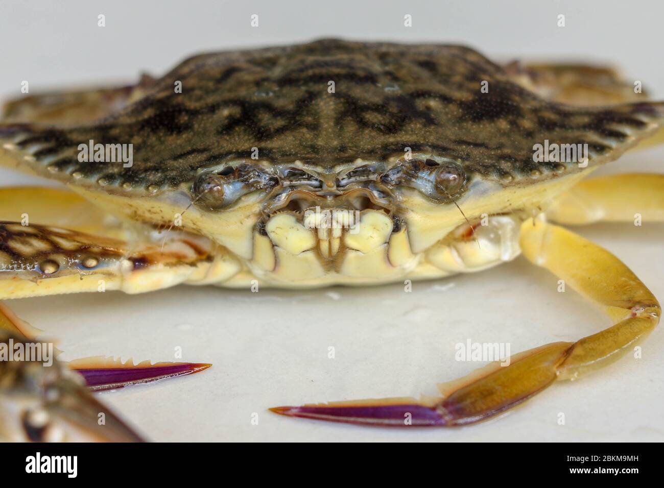Front view of Blue manna crab, Sand crab. Flower crab. Portunus pelagicus isolated on a white background. Close-up photo of fresh raw Blue swimming Stock Photo