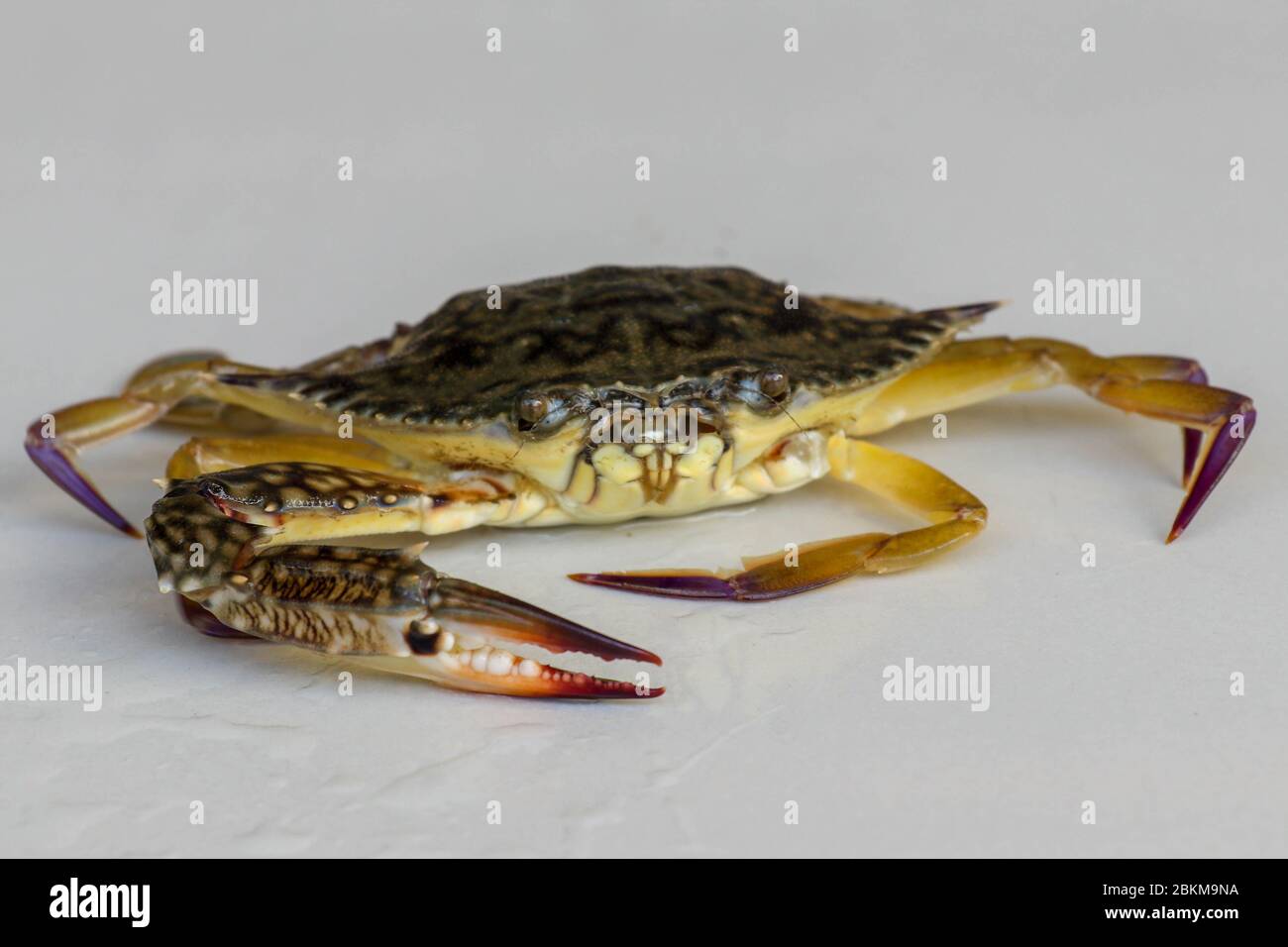 Front view of Blue manna crab, Sand crab. Flower crab. Portunus pelagicus isolated on a white background. Close-up photo of fresh raw Blue swimming Stock Photo