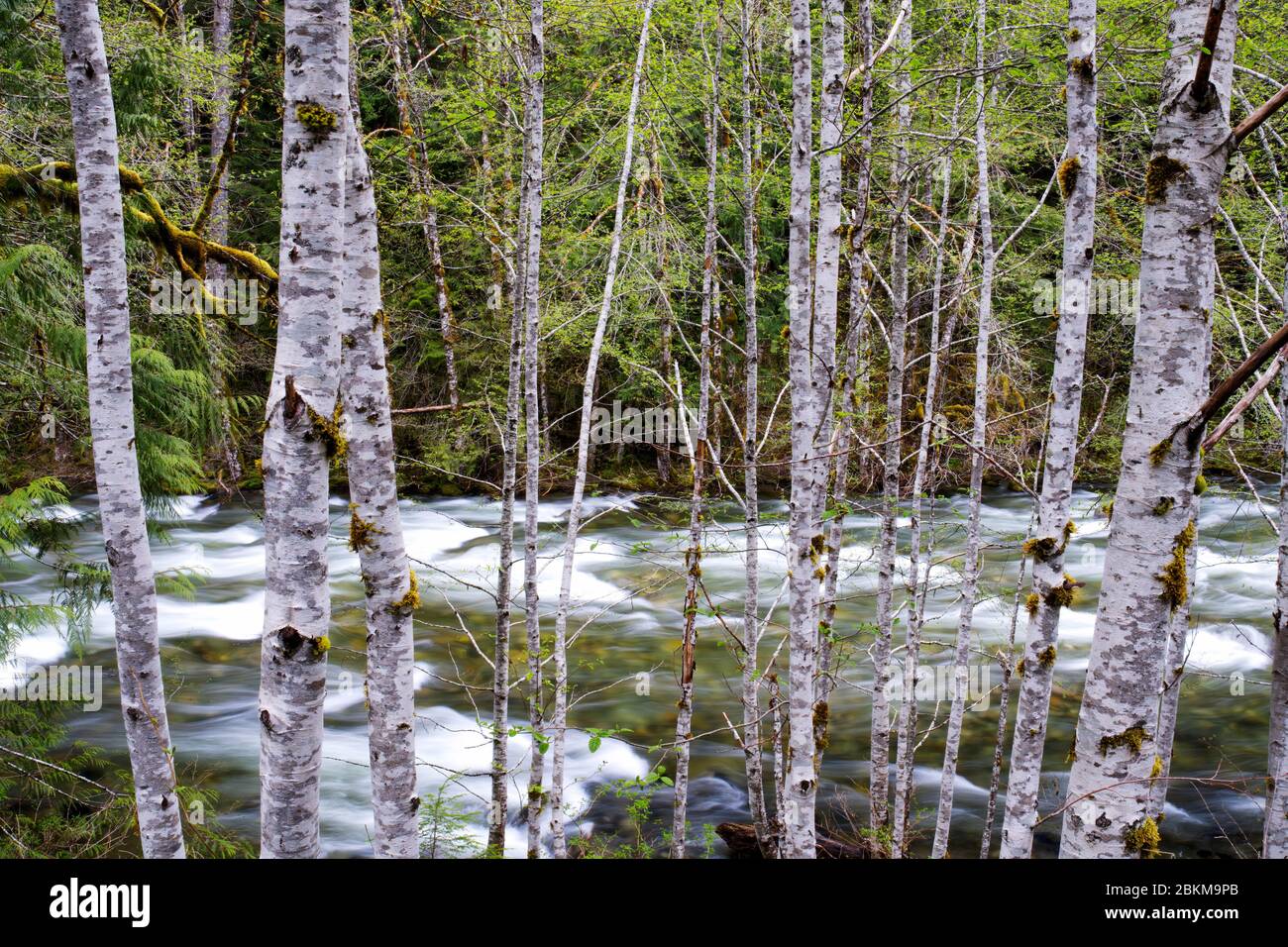 Beckler River behind red alder tree trunks, King County, Cascade Mountains, Washington, USA Stock Photo