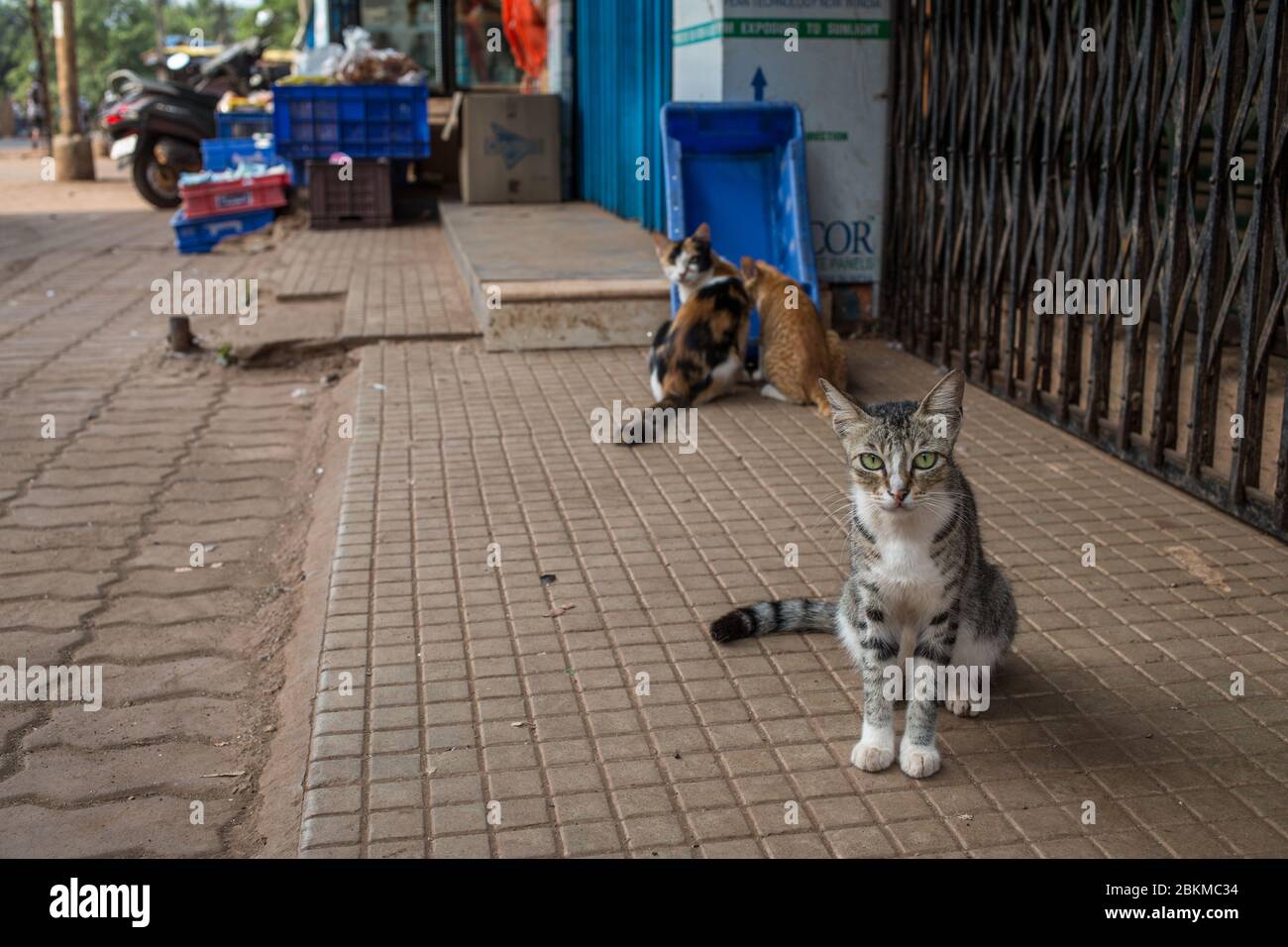 Some cats in an Indian village on a hot summer day. Stock Photo