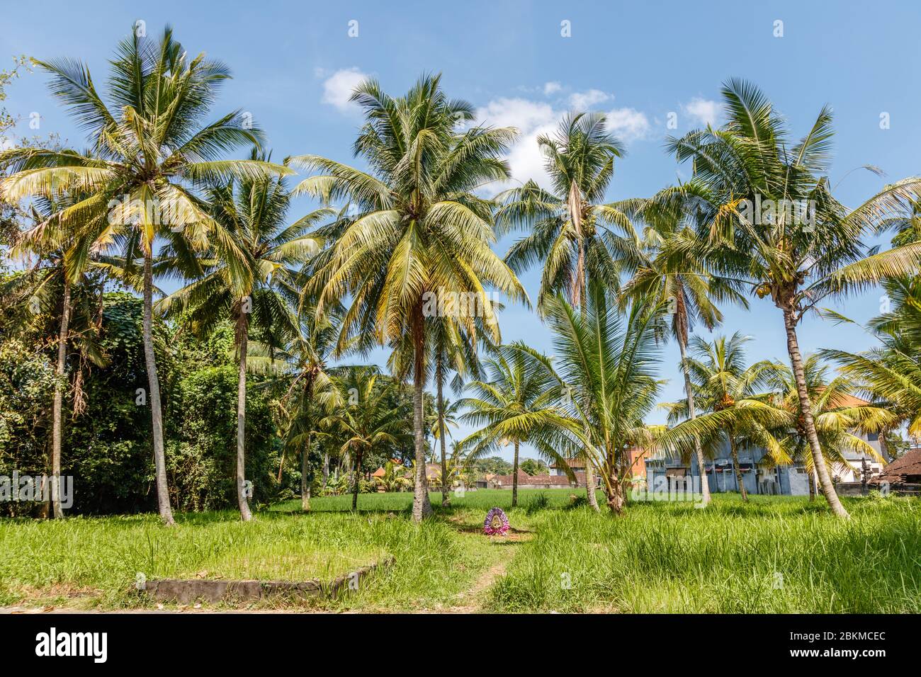 Growing coconut palms. Tropical mood. Destination holidays. Bali