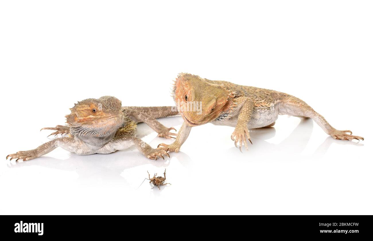 bearded dragons eating cricket in front of white background Stock Photo