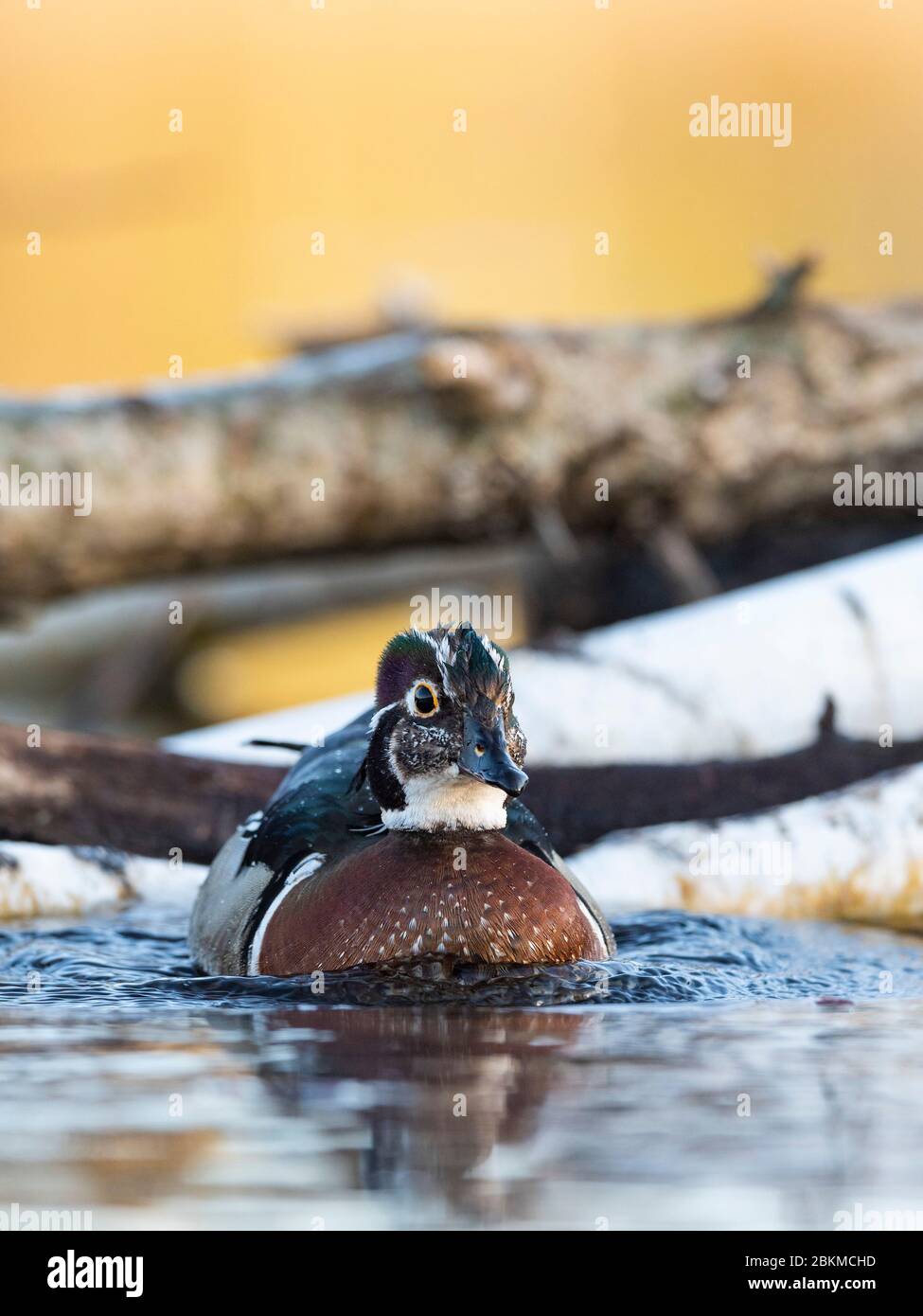 an-old-hen-wood-duck-with-hormone-problems-which-causes-semi-male
