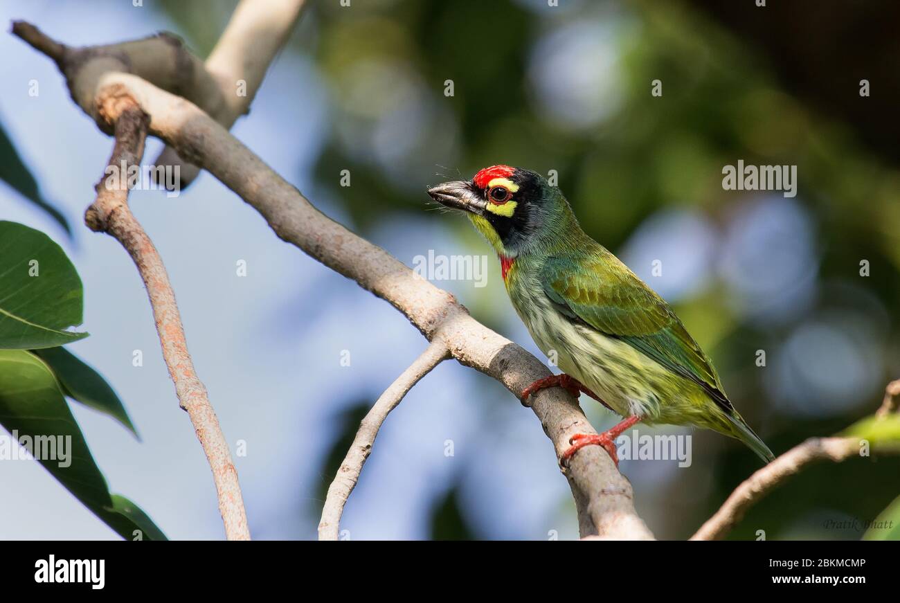 Coppersmith Barbet closeup as enjoying morning sun rays. This one was clicked with Canon kit and got us good time to get close as it was resting. Stock Photo