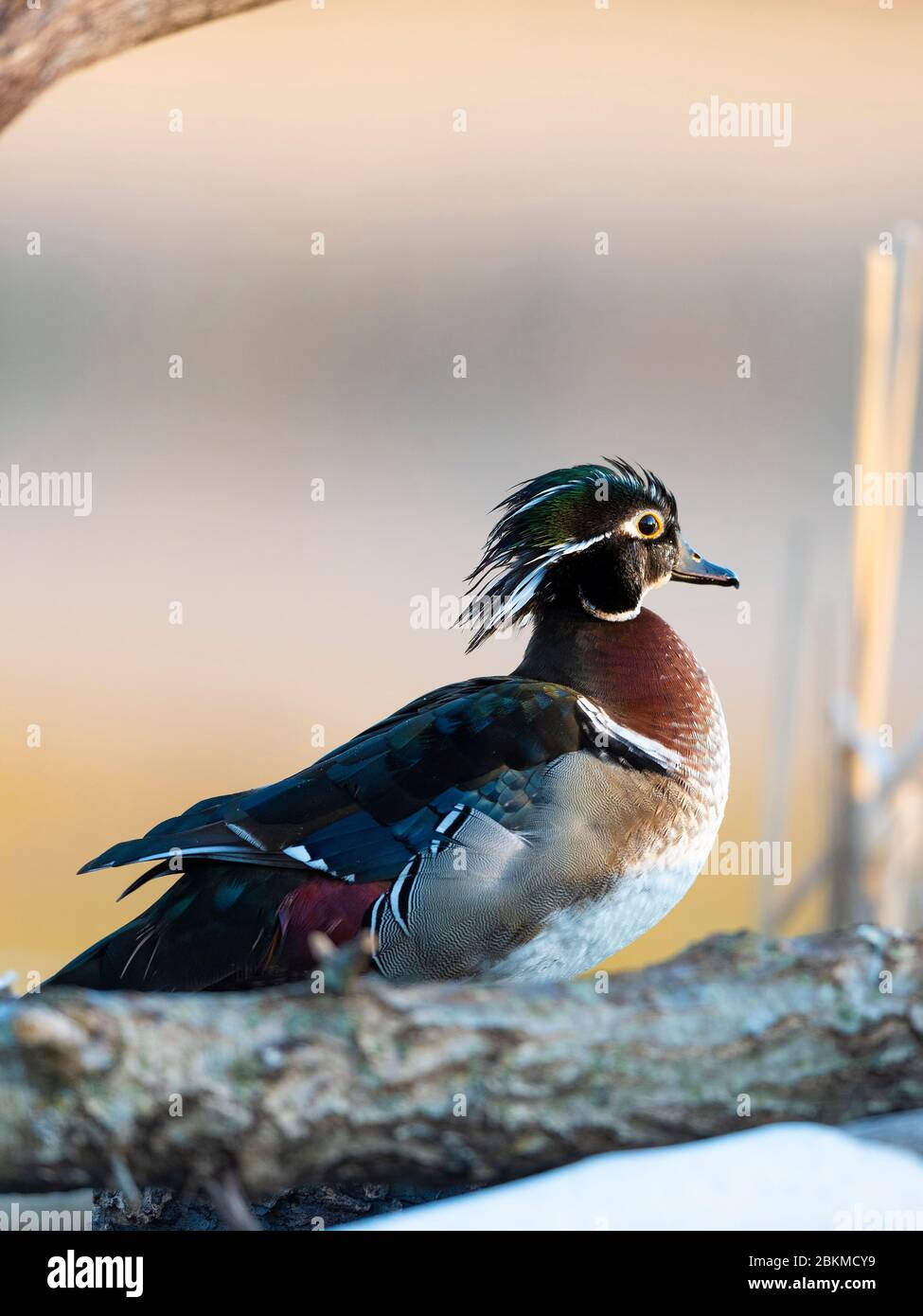 an-old-hen-wood-duck-with-hormone-problems-which-causes-semi-male