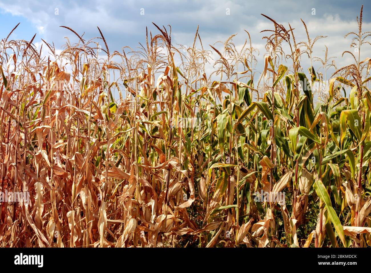 dry corn field panorama witj clouds Stock Photo Alamy