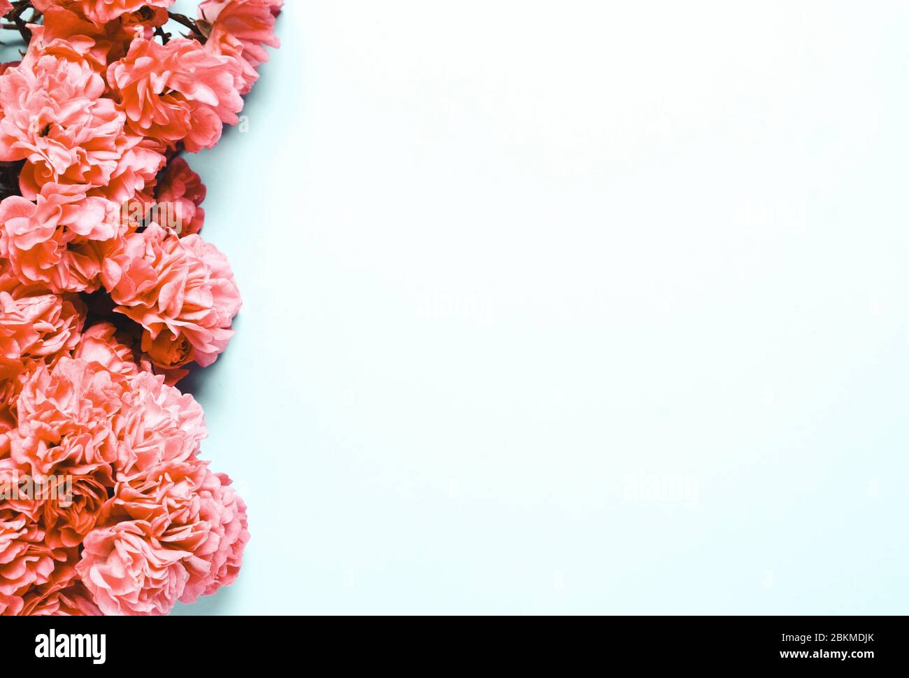 Composition of coral, pink flowers on blue background. Stock Photo