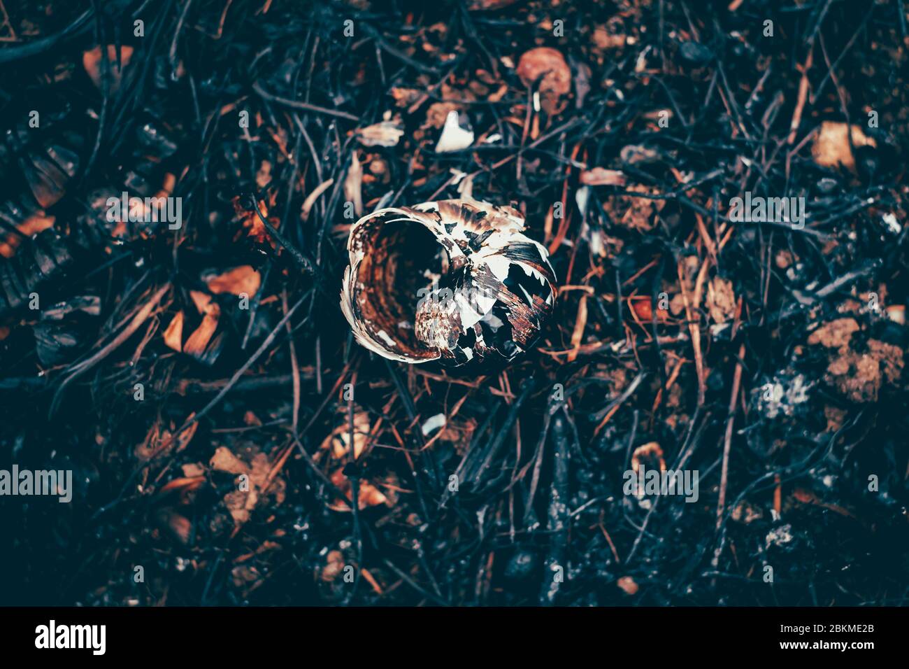 Wild snail shell charred ashes after wildfire. Forest ground after a ...