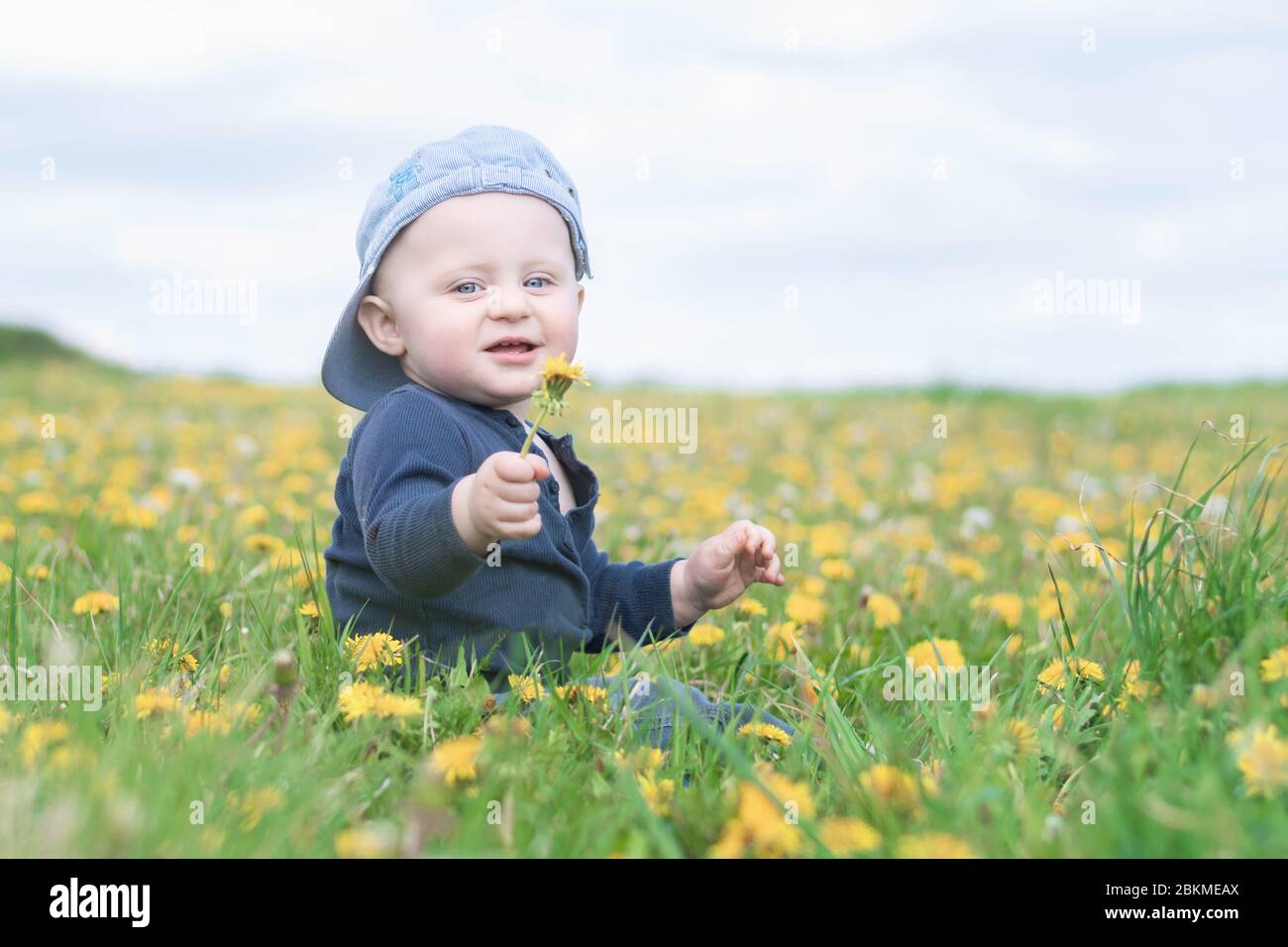 A little  caucasian boy in a baseball cap sits in a meadow full of blooming dandelions and holds one in his hand and looks into the camera. Stock Photo