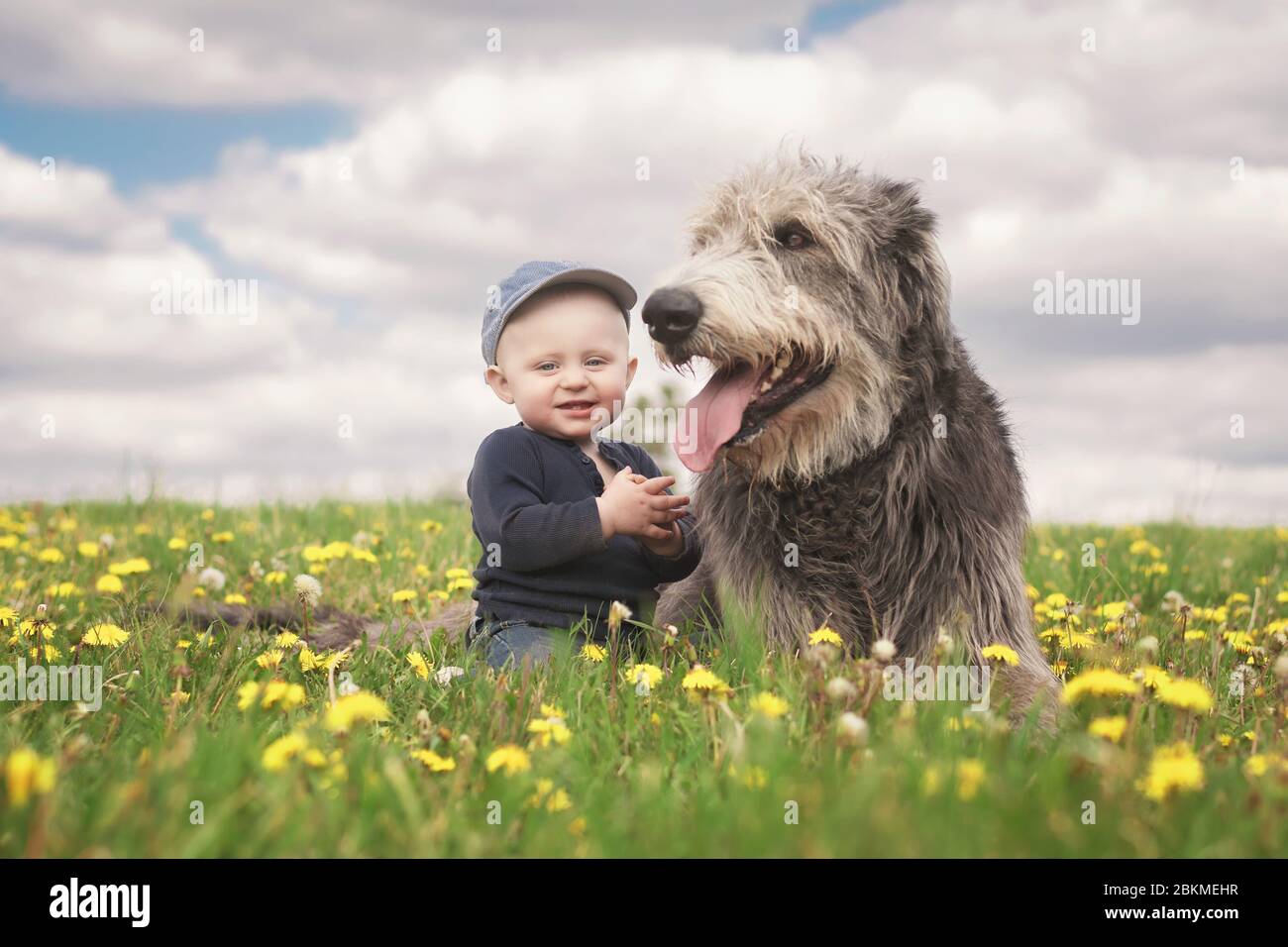 A little Caucasian baby boy in a baseball cap sits next to his big Irish wolfhound friend in a meadow full of blooming dandelions with a cloudy sky in Stock Photo