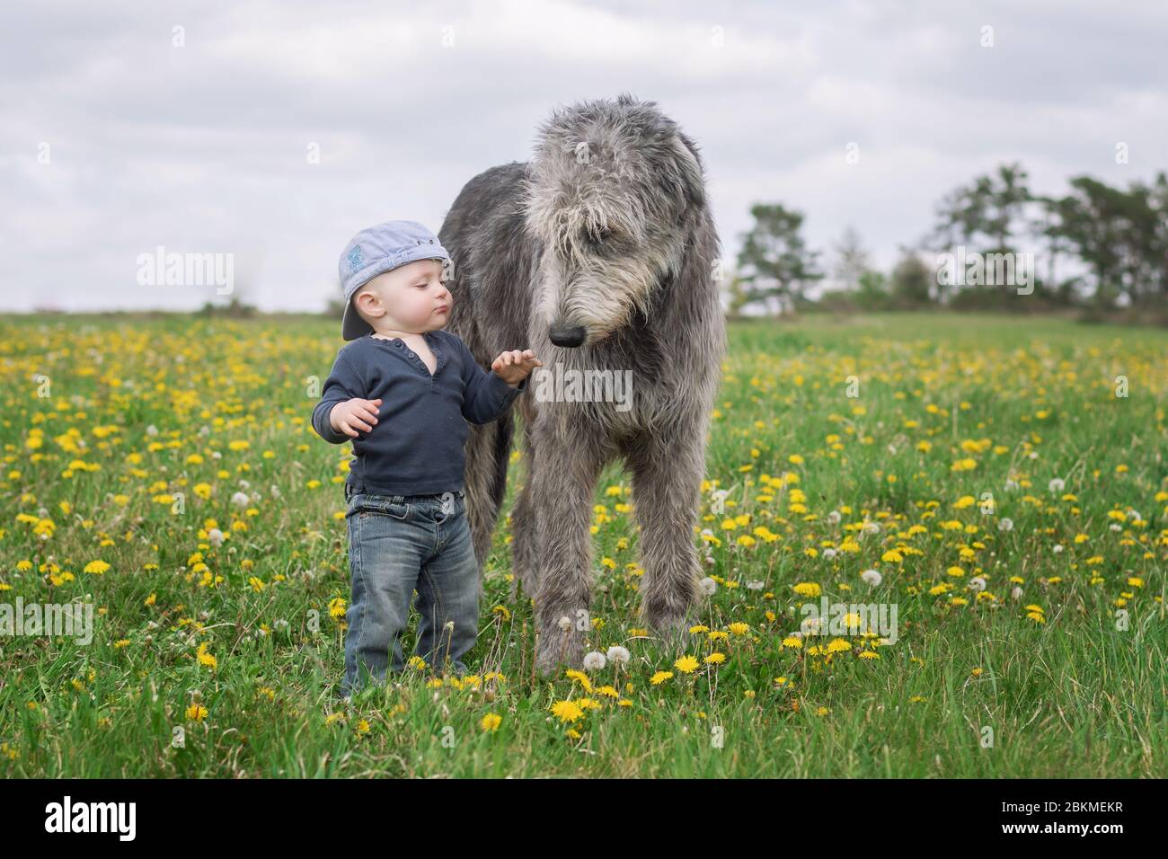 A little Caucasian baby boy in a baseball cap stands with his big friend Irish Wolfhound in a meadow full of blooming dandelions with a cloudy sky in Stock Photo