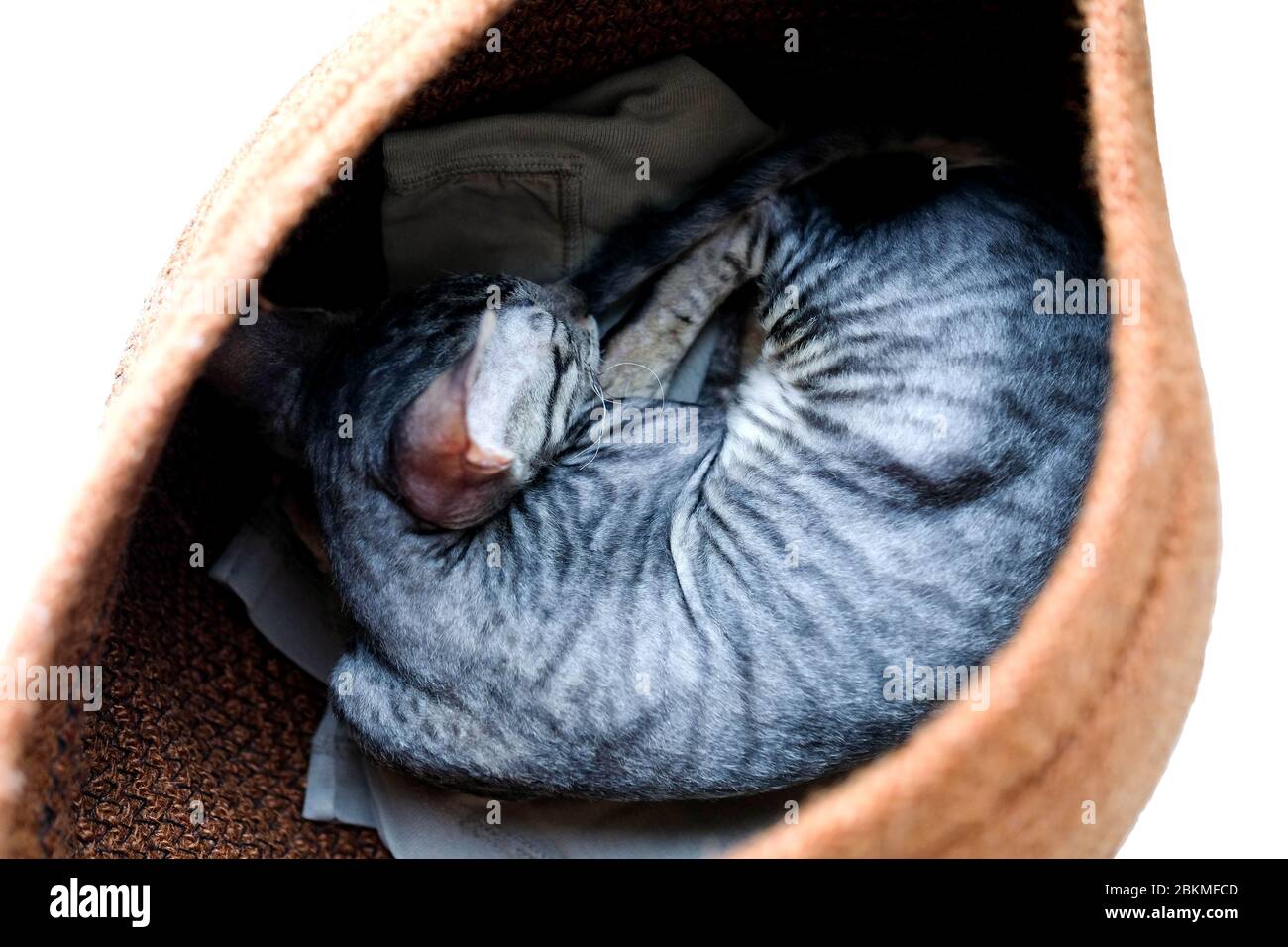 The kitten is sleeping in a basket. Breed Cornish Rex, gray. Top view isolated. Stock Photo
