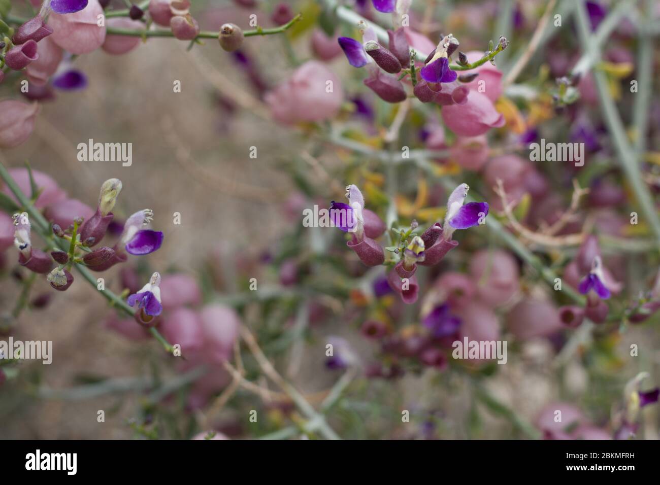 Mature flower Calyxes on Bladder Sage, Scutellaria Mexicana, Lamiaceae, native plant, Joshua Tree National Park, Southern Mojave Desert, Springtime. Stock Photo