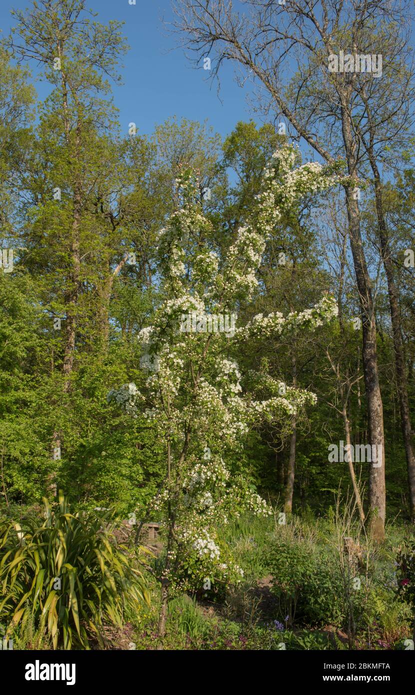 Spring Flowering White Blossom on a Crab Apple Tree (Malus 'Indian Magic') Growing in a Country Cottage Garden in Rural Devon, England, UK Stock Photo