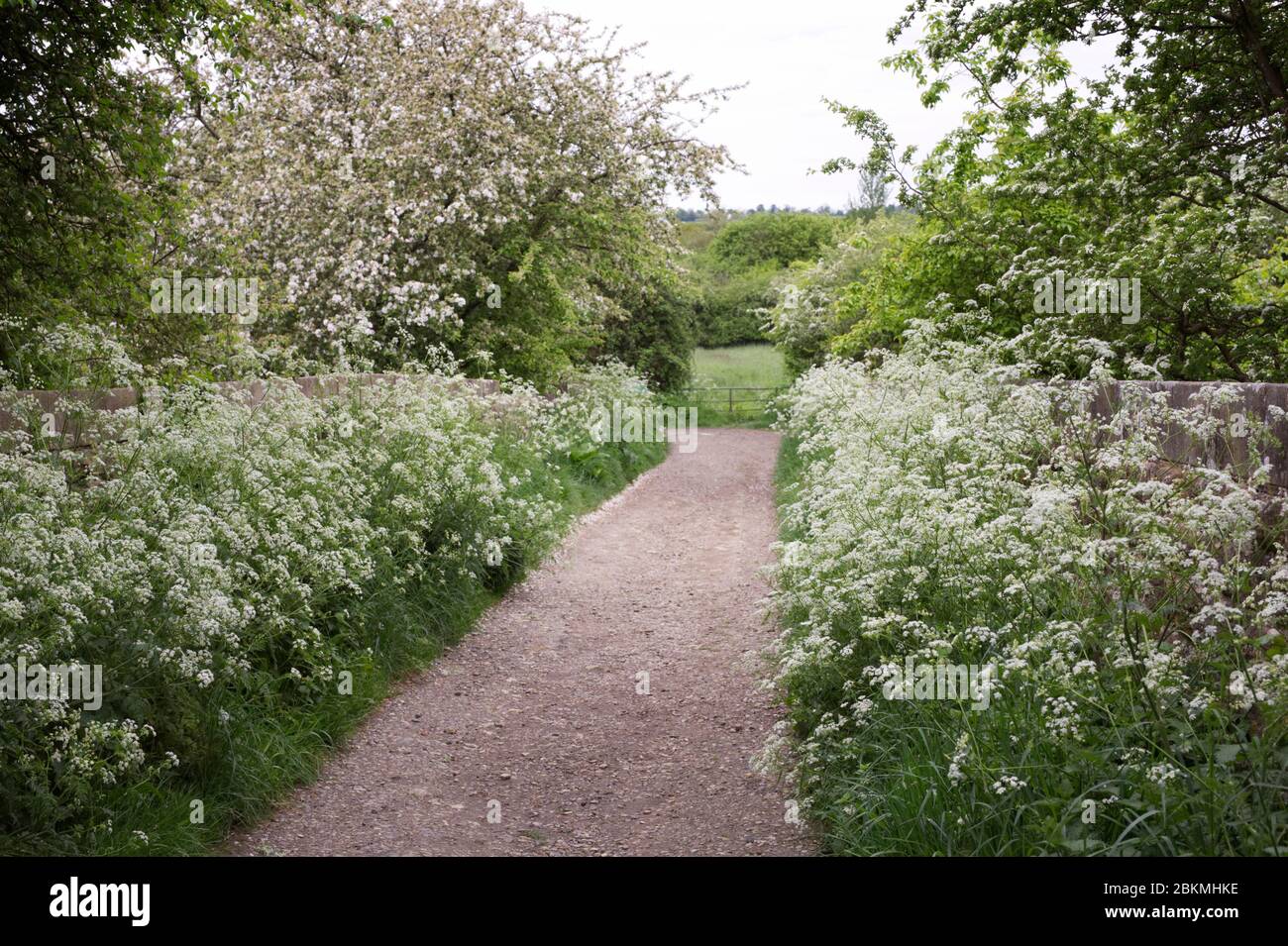 Anthriscus sylvestris. Cow parsley lining the sides of an old track in the English countryside. Stock Photo