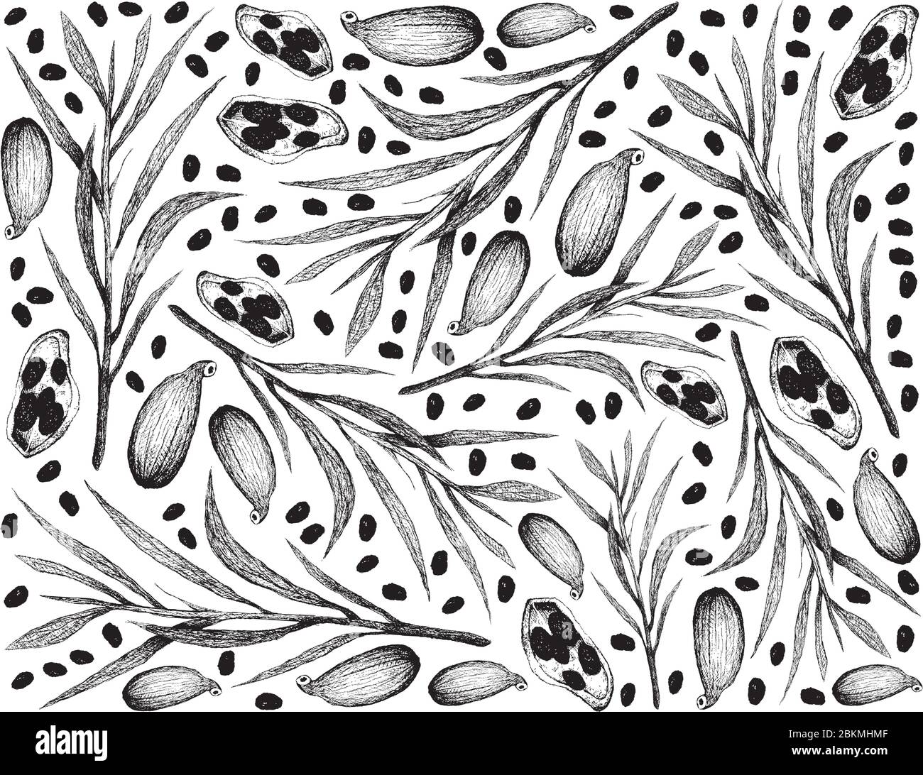 Herbal Plants, Hand Drawn Illustration of Cardamom Pods and Tarragon Used for Seasoning in Cooking. Stock Vector