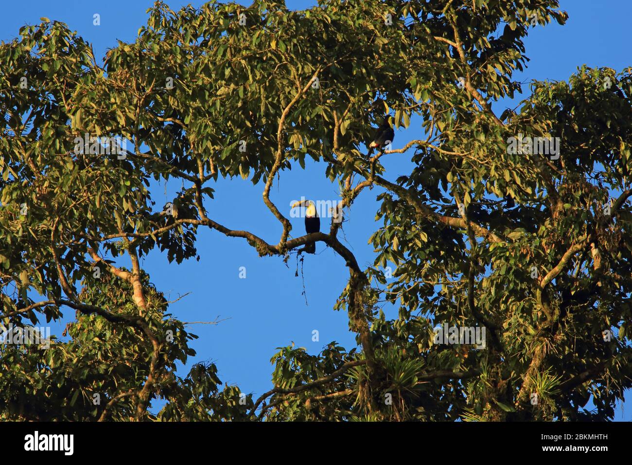 Yellow-throated Toucan (Ramphastos ambiguus). Lowland rainforest, La Selva Biological Station, Sarapiquí, Caribbean slope, Costa Rica. Stock Photo