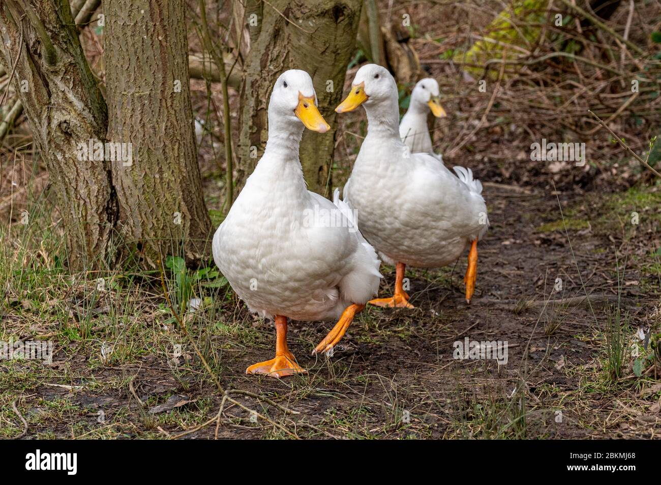 Heavy white pekin ducks running towards the camera Stock Photo