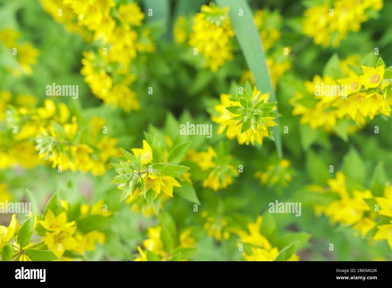 Yellow green floral background, texture. Lysimachia punctata plant