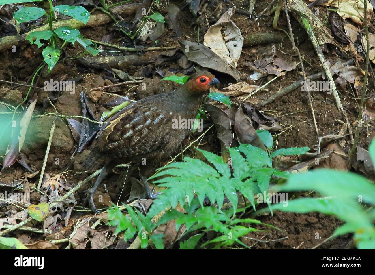 Adult Marbled Wood-quail (Odontophorus gujanensis) camouflaged on forest floor. Lowland rainforest, Corcovado National Park, Osa Peninsula, Costa Rica Stock Photo