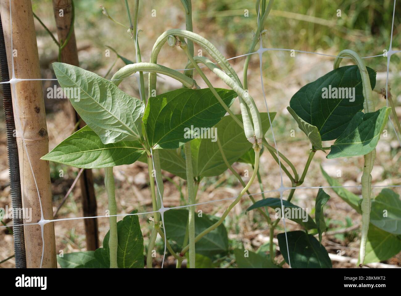 Vigna Unguiculata Sesquipedalis Pods. Also Known As Yardlong Bean, Bora 