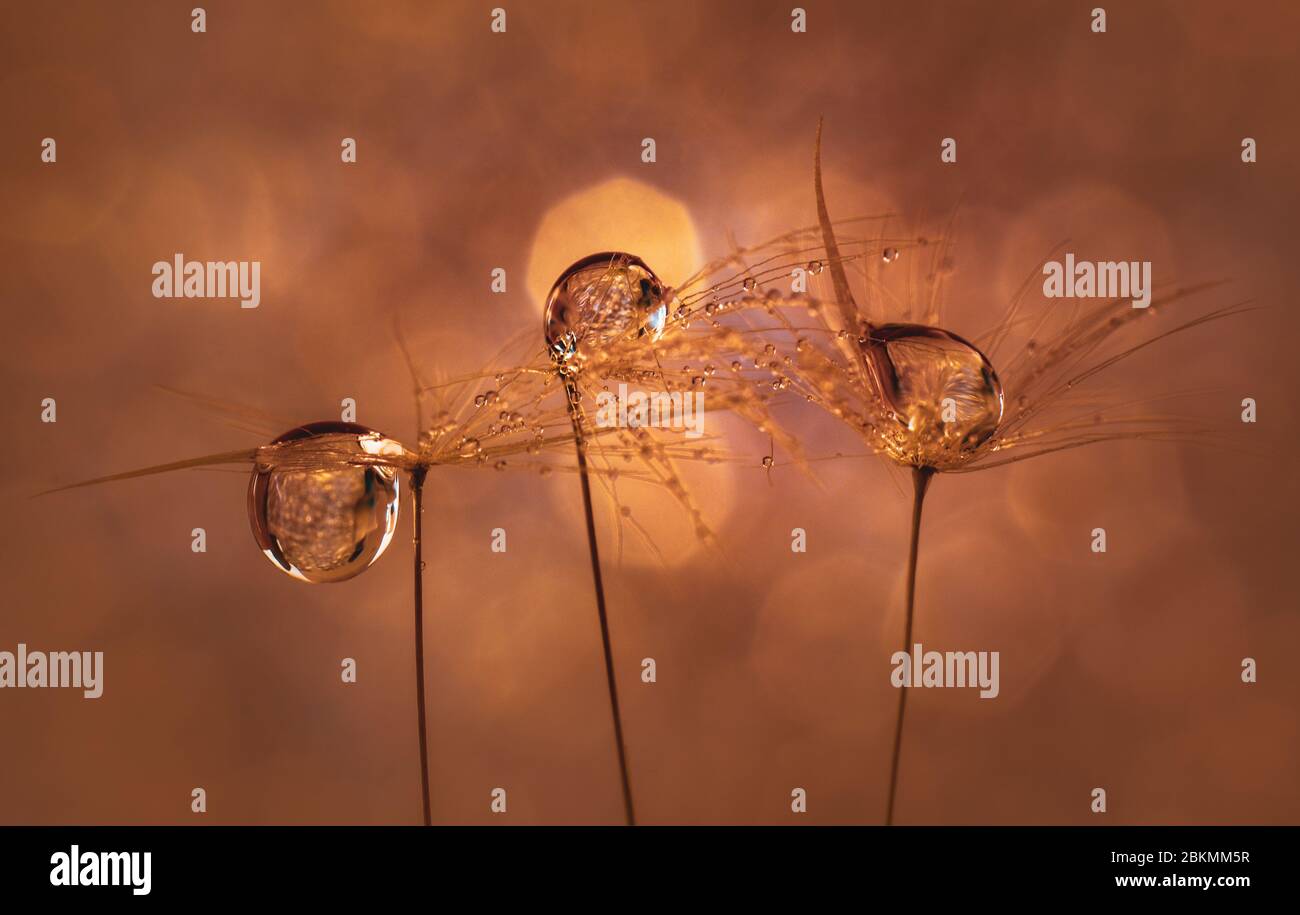 Dandelion clock in water hi-res stock photography and images - Alamy
