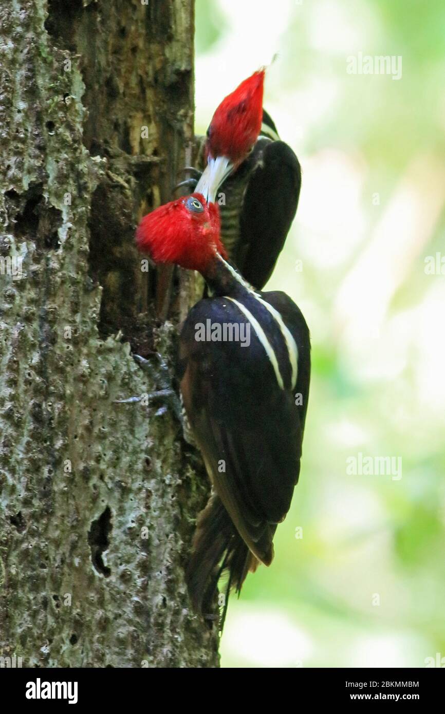 Pale-billed Woodpeckers (Campephilus guatemalensis) passing food between them. Lowland rainforest, Corcovado National Park, Osa Peninsula, Costa Rica. Stock Photo
