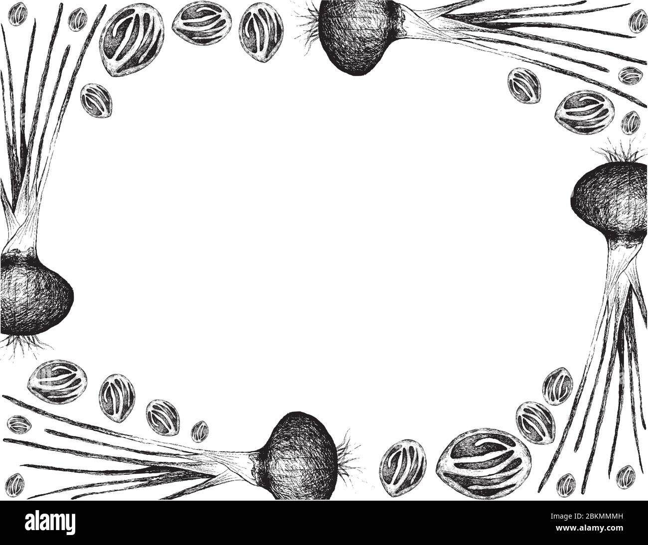 Herbal Plants, Hand Drawn Illustration Frame of Fresh Nutmeg or Myristica Fragrans Fruits with Shallots, Spanish Onions, or Red Onions, Used for Seaso Stock Vector