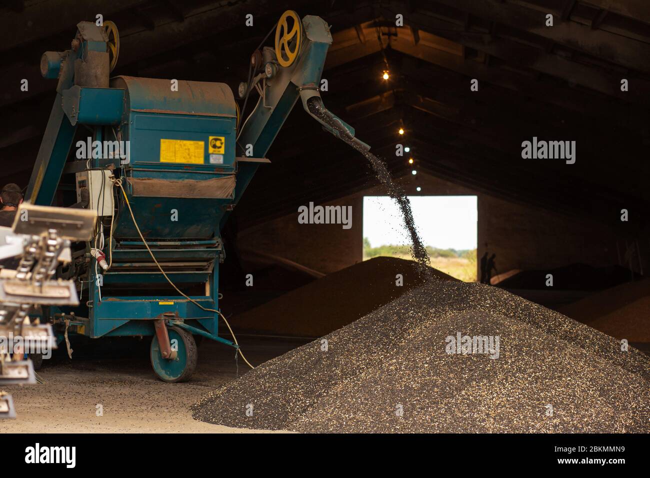 A machine for extracting seeds from sunflowers in a hangar. Mountain of