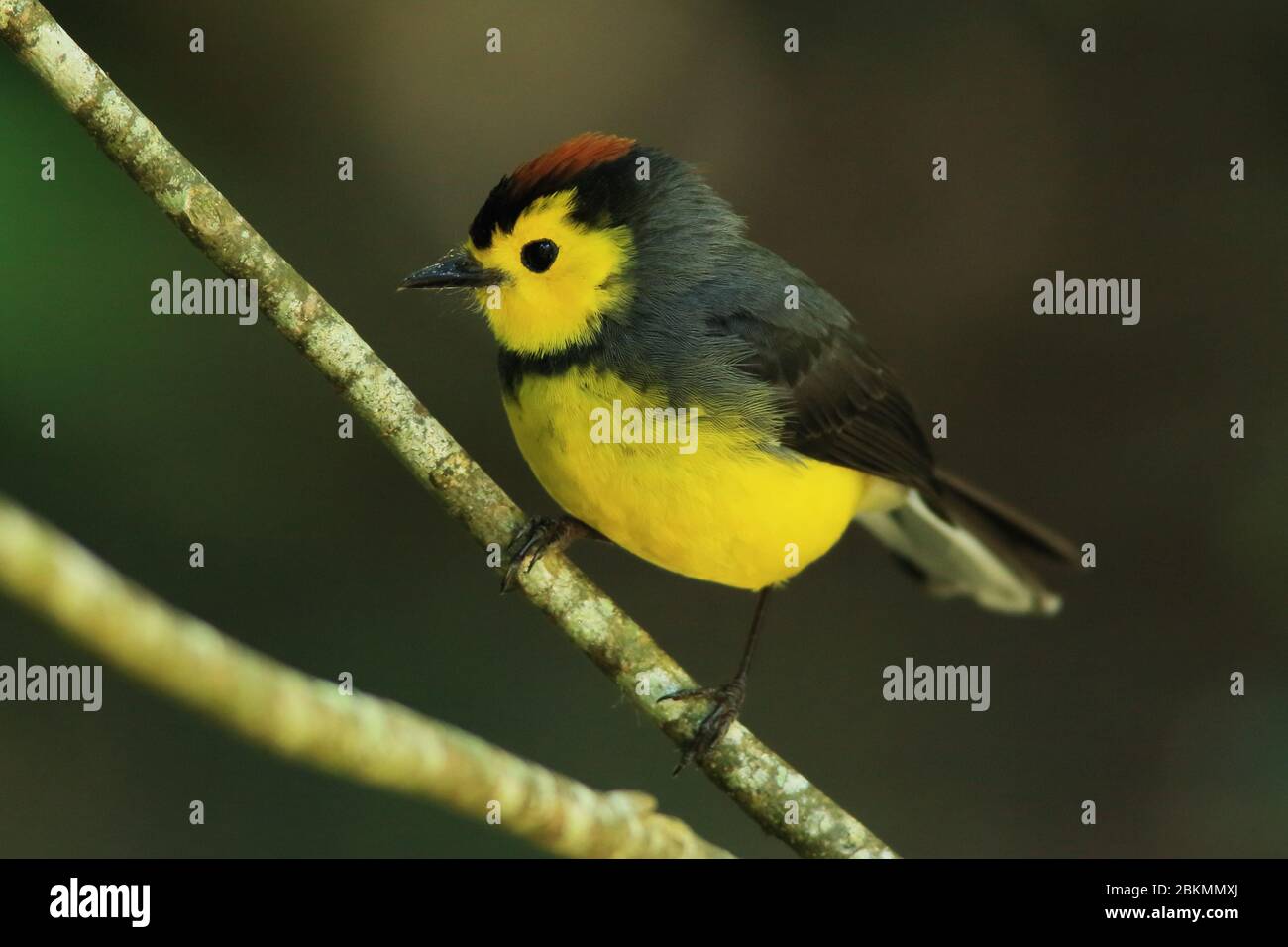 Collared redstart / Collared whitestart (Myioborus torquatus). La ...